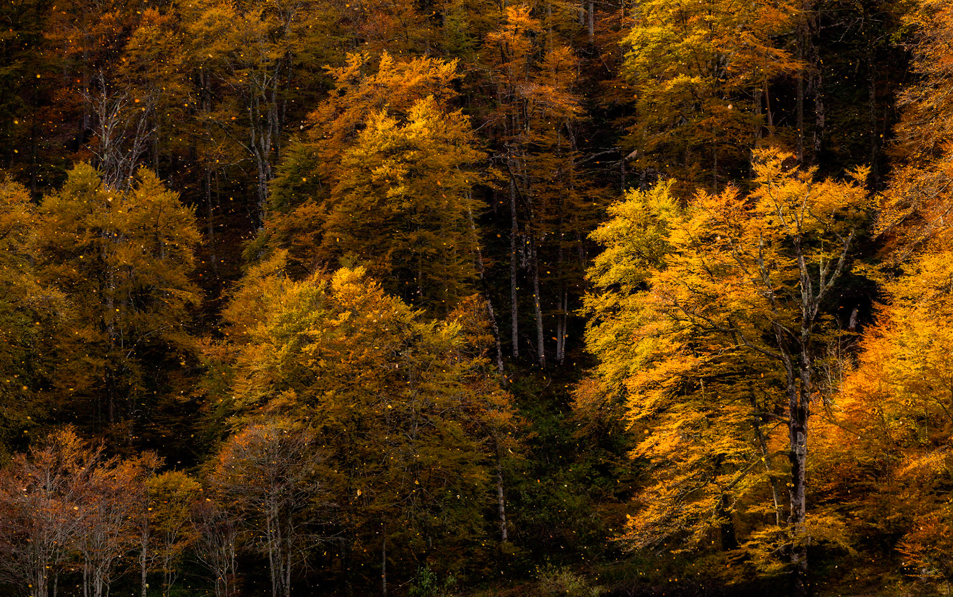 Tempete et feuilles qui volent au bord du lac de Bethmale en Ariège, Pyrennées, France  Bethmale   ------------------- #landscape #canon #paysage #Autumn #Automne #leaves #wind #naturebeauty #Pyrennées