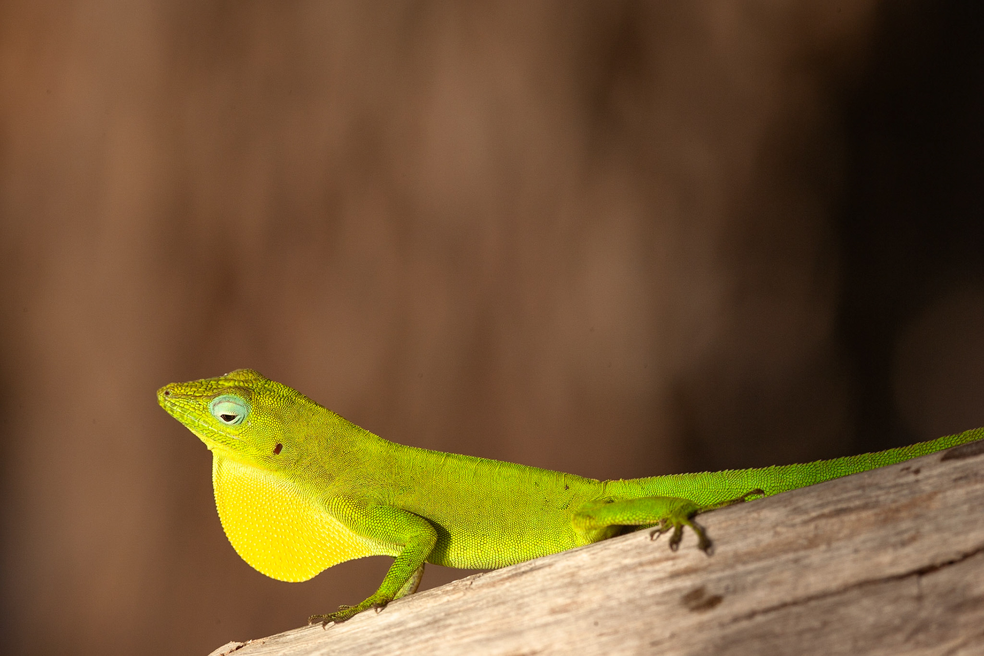Lézard Vert