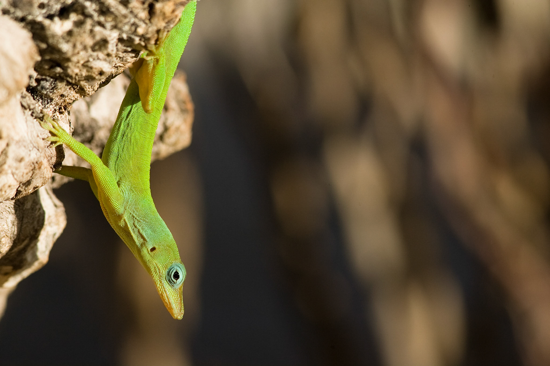 Lézard Vert