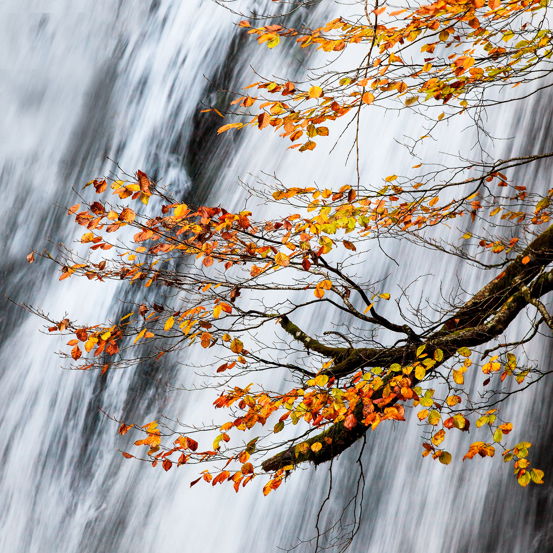 Contraste feuille d'Automne sur le Ruisseeau, Vicdessos, Ariège