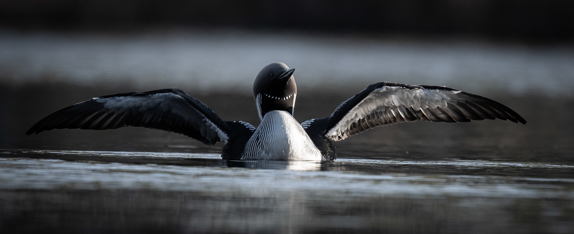 Storlom - Gavia arctica - Black-throated Diver 