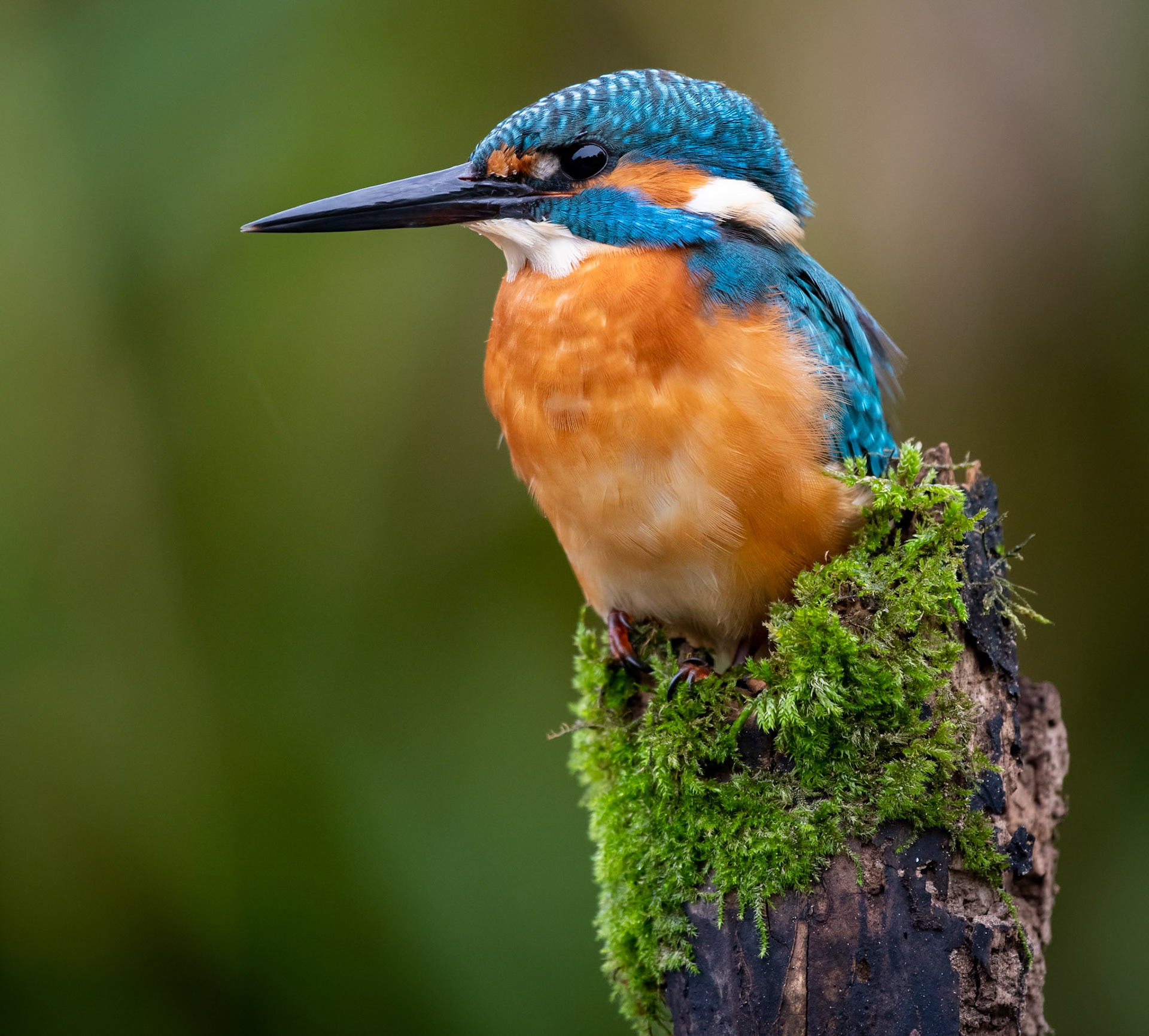 Kungsfiskare - Alcedo atthis - Kingfisher