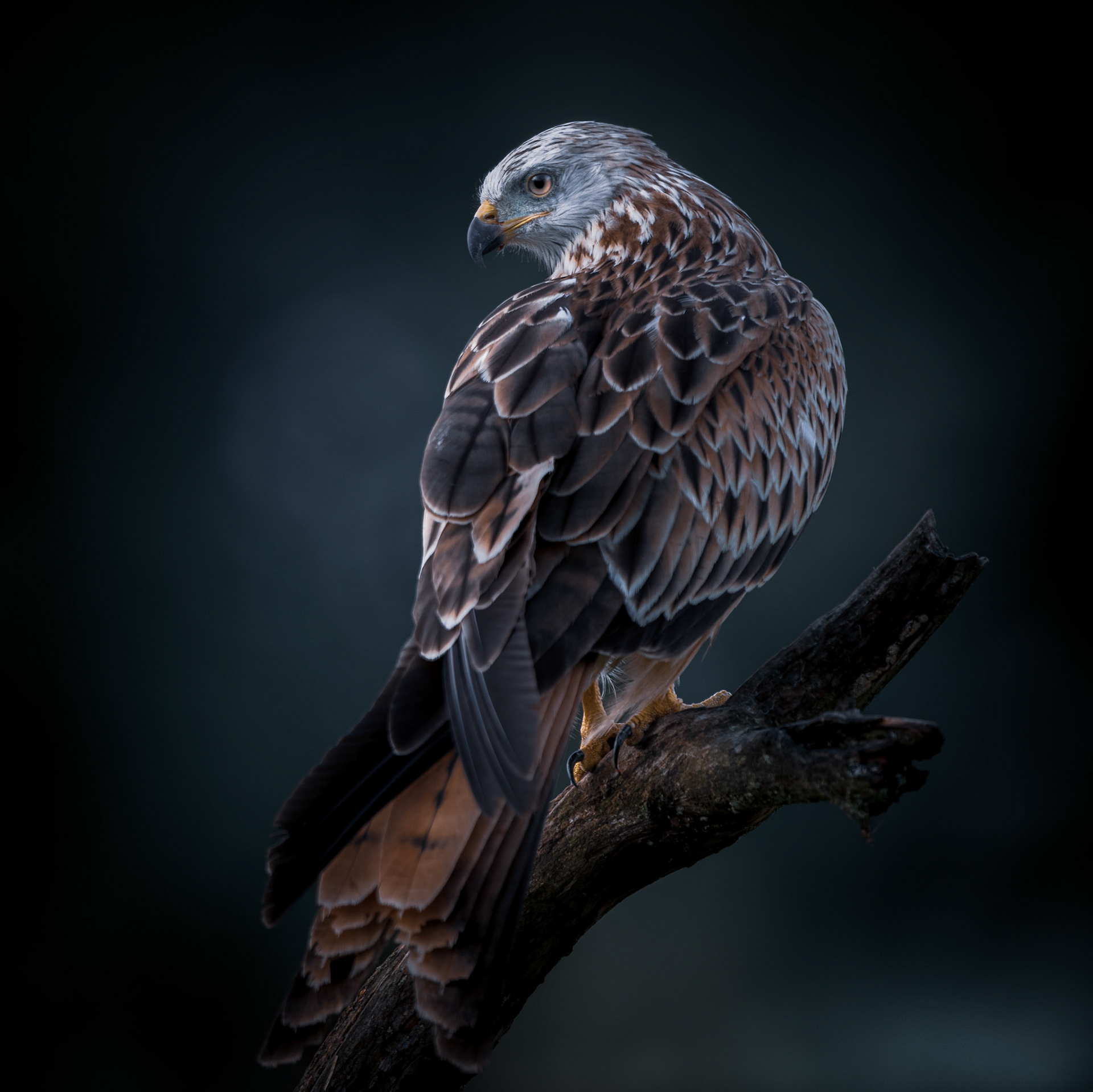 Röd glada - Milvus milvus - Red Kite