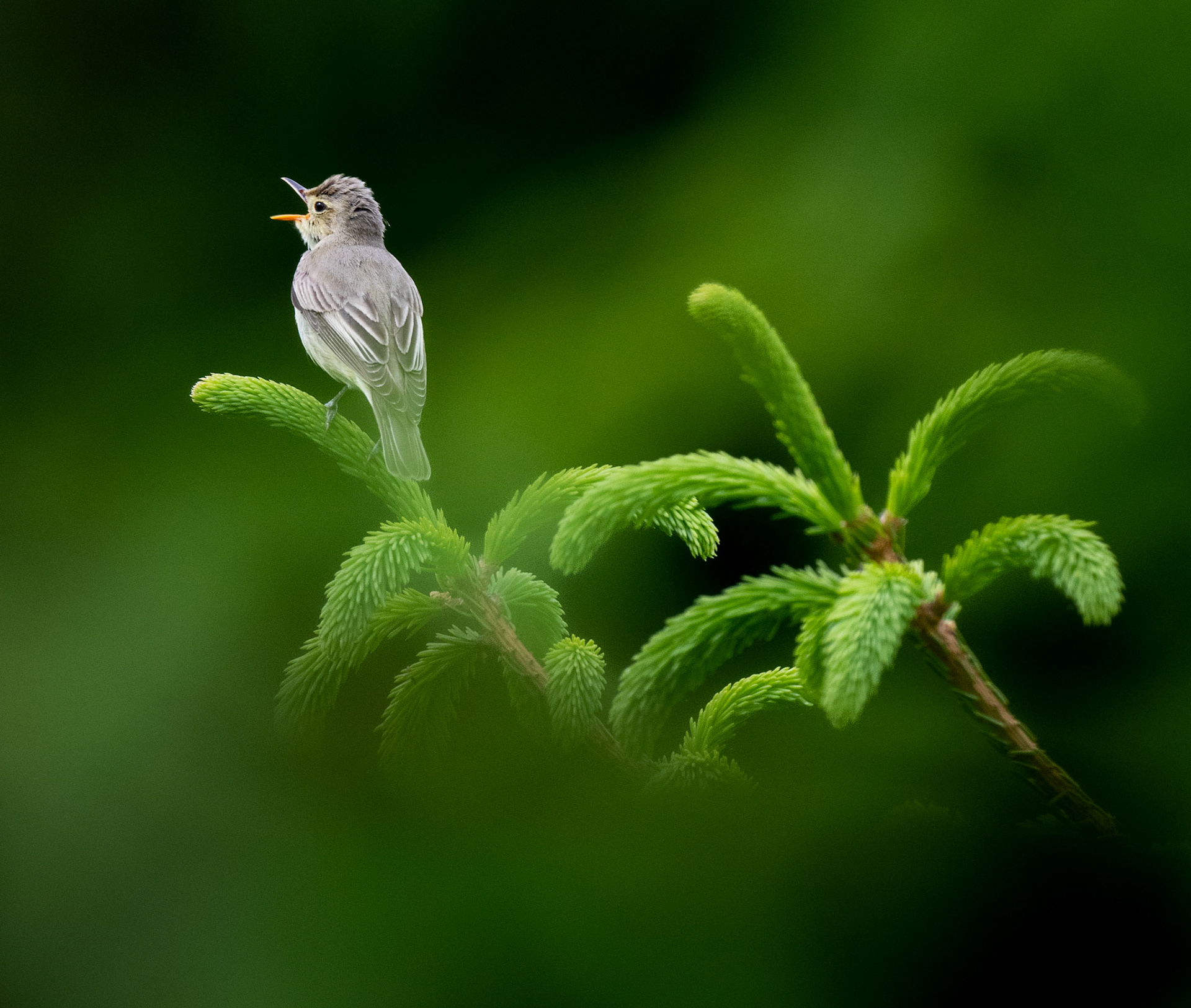 Härmsångare - Hippolais icterina - Icterine Warbler