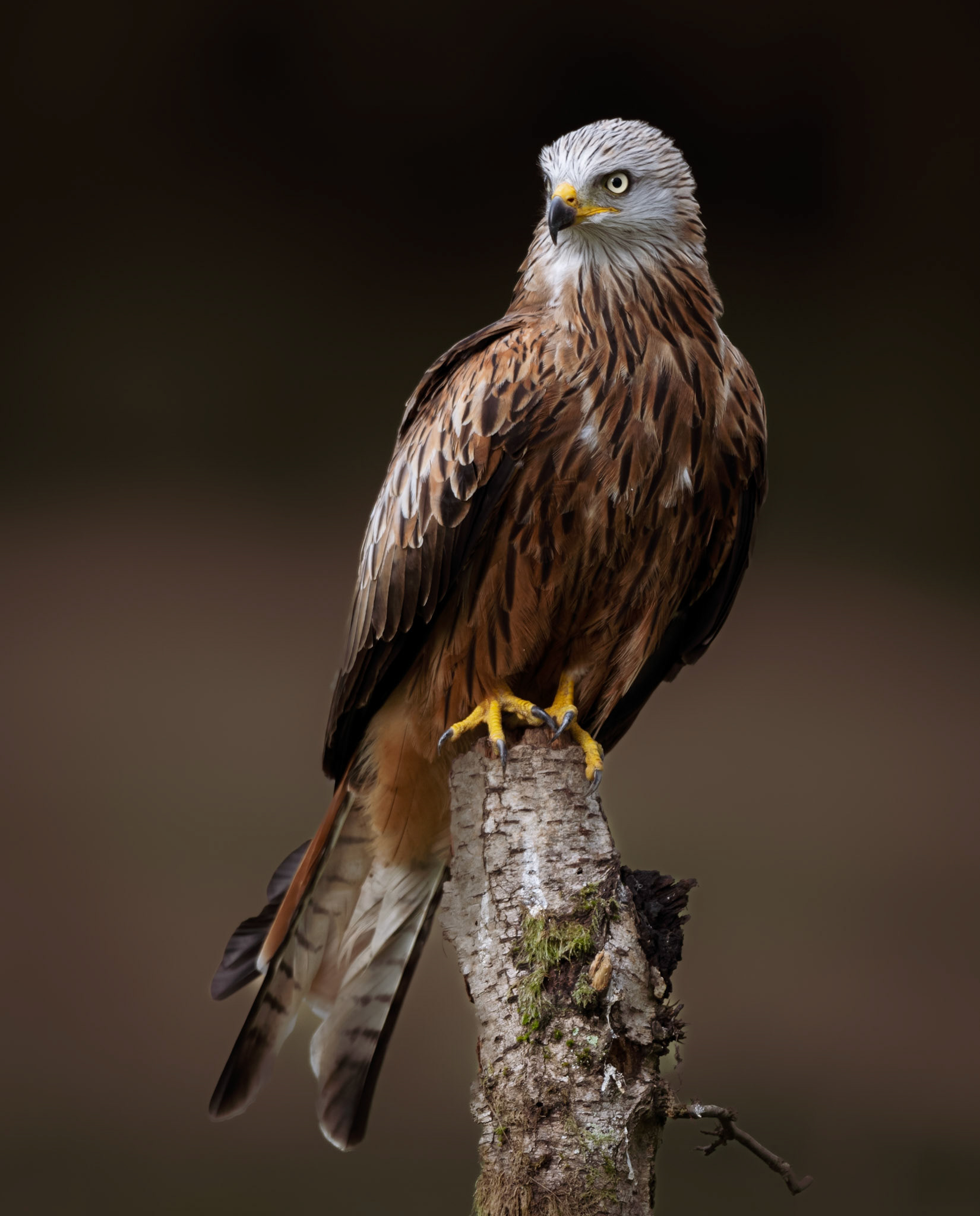 Röd glada - Milvus milvus - Red Kite