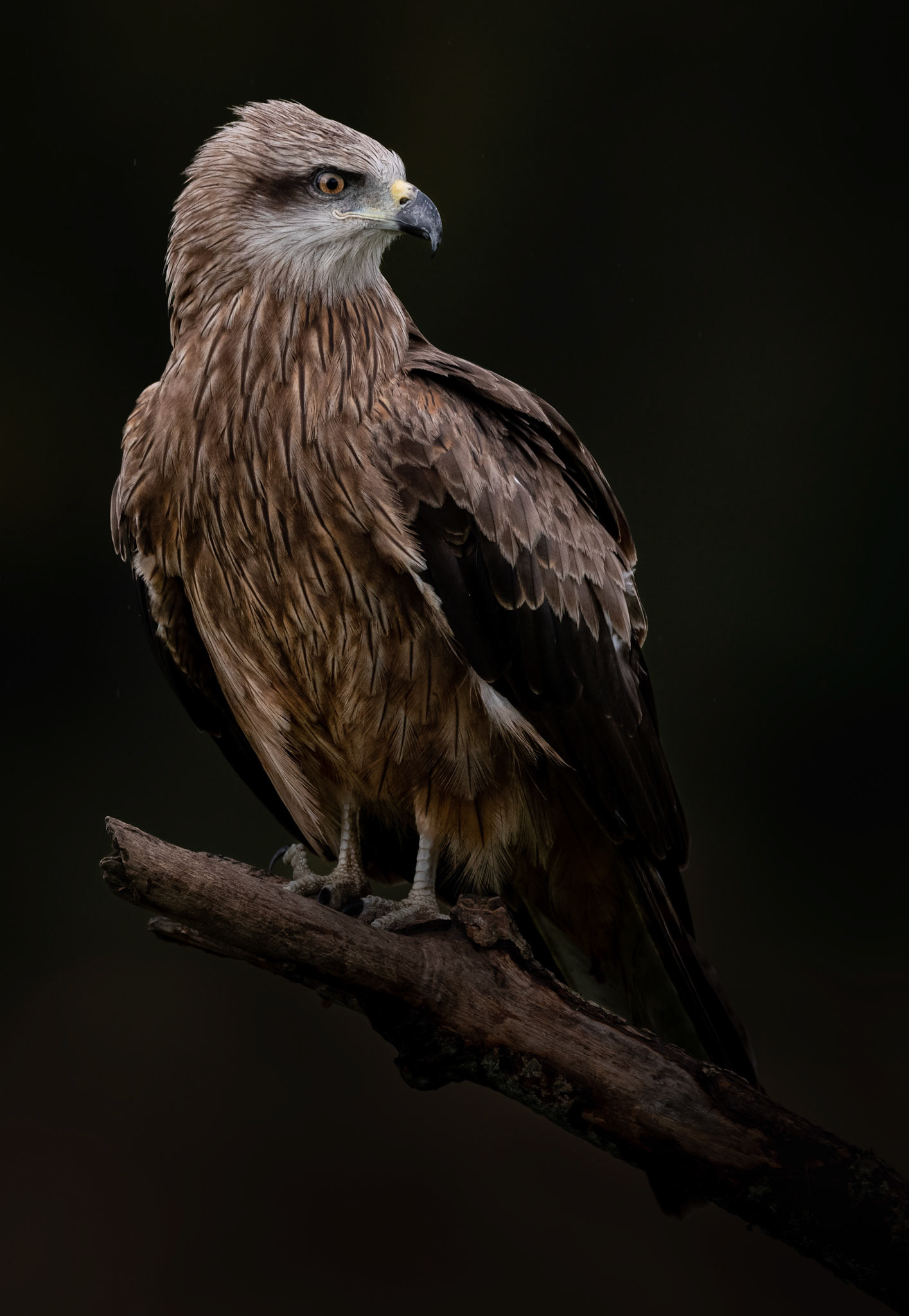 Brun glada - Milvus migrans - Black Kite