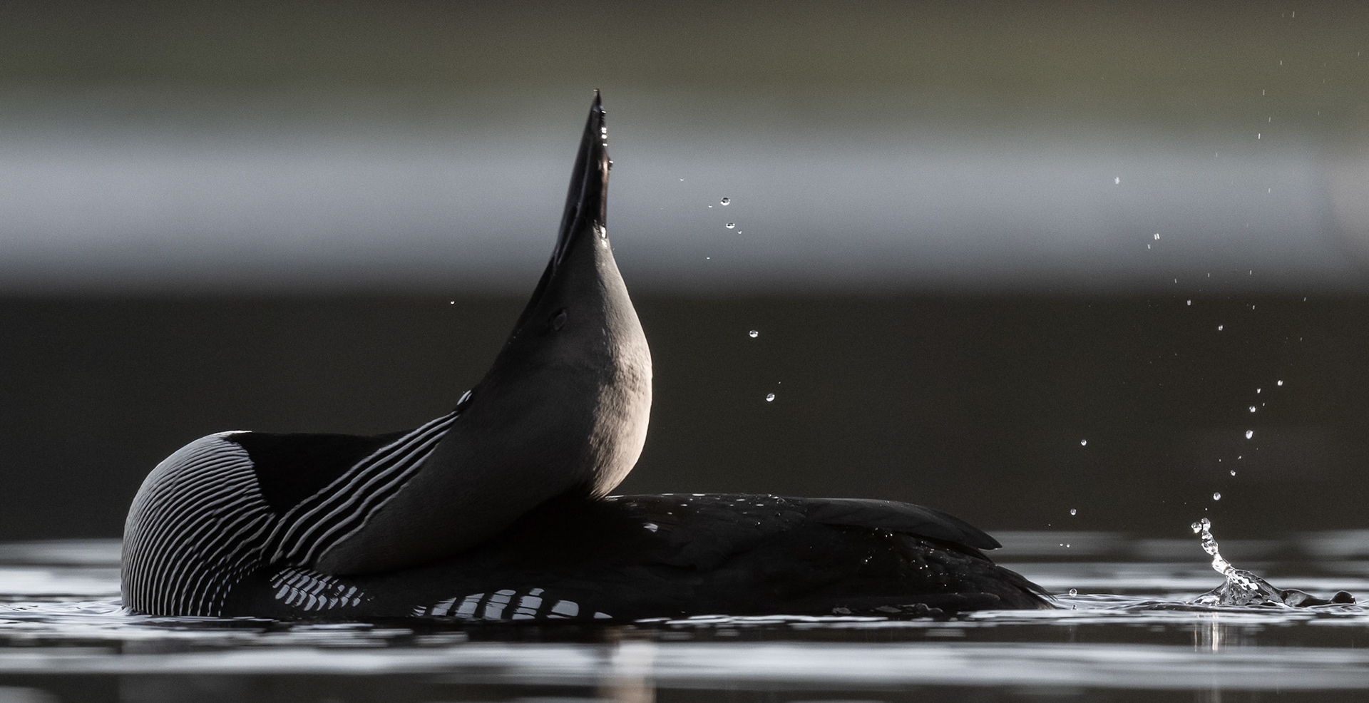 Storlom - Gavia arctica - Black-throated Diver 