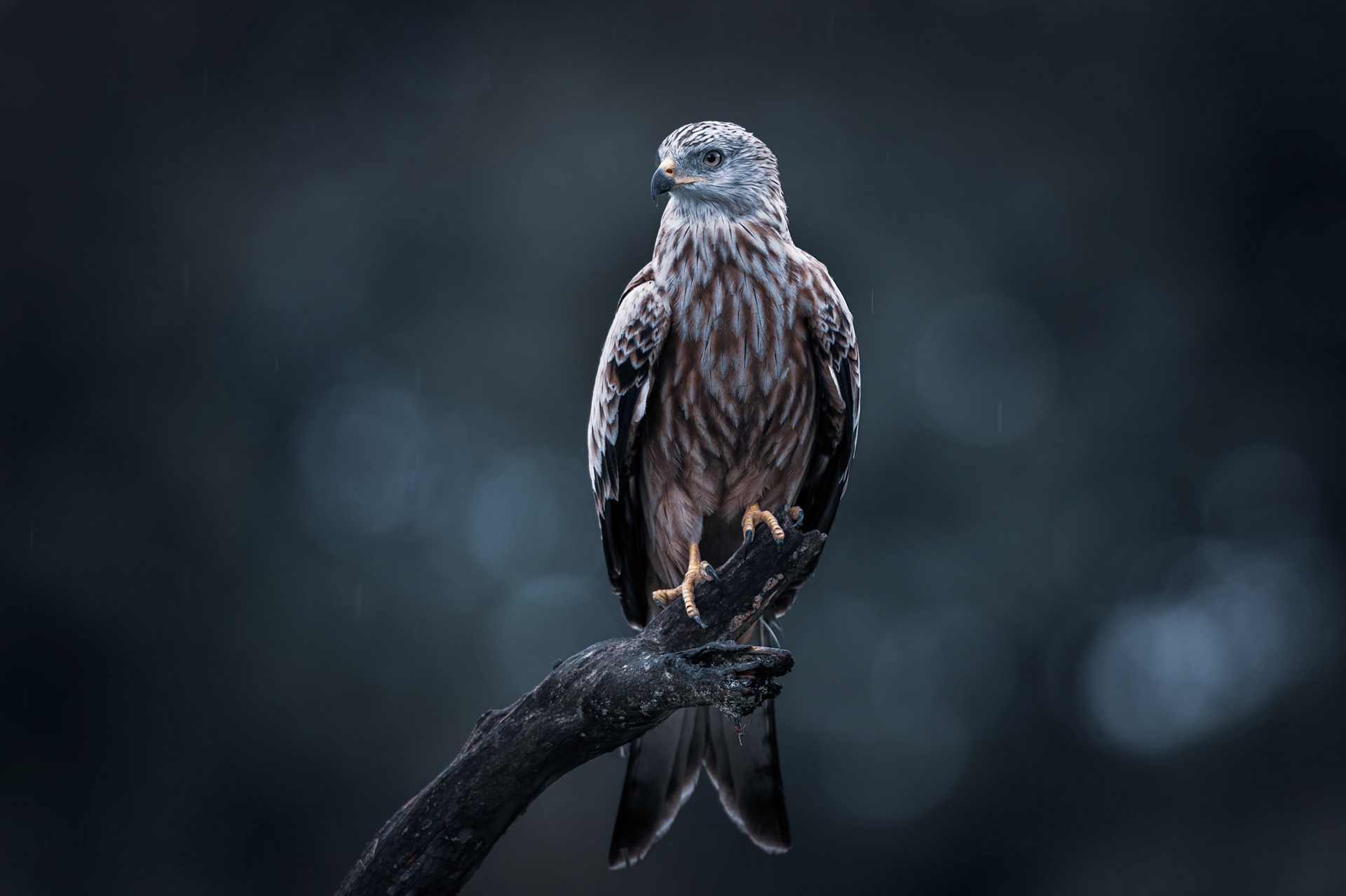 Röd glada - Milvus milvus - Red Kite