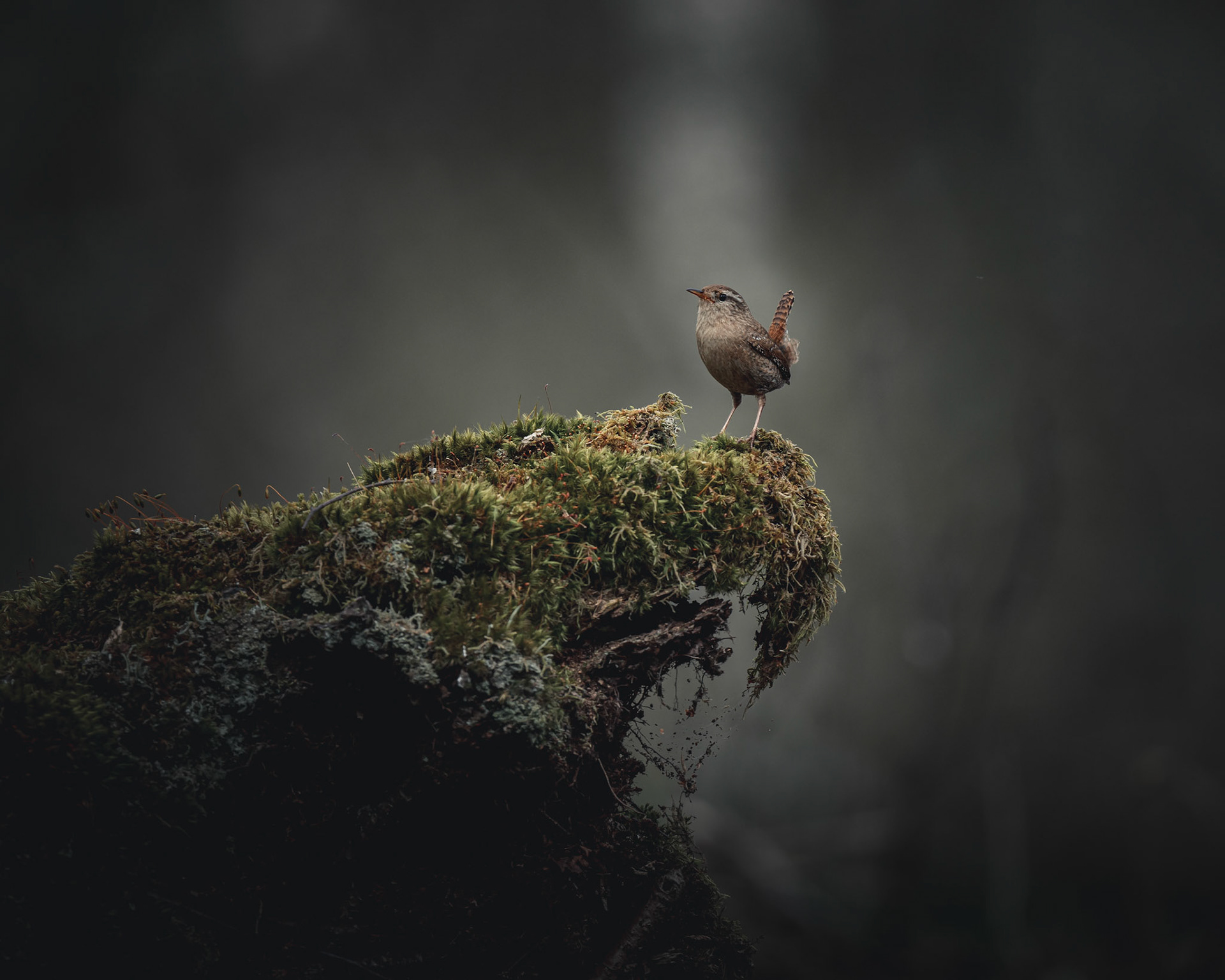 Gärdsmyg - Troglodytes troglodytes - Winter Wren