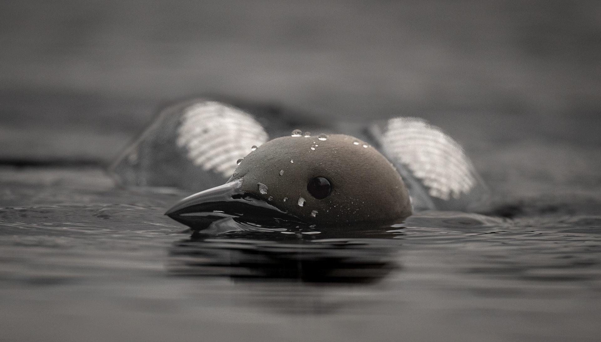 Storlom - Gavia arctica - Black-throated Diver 