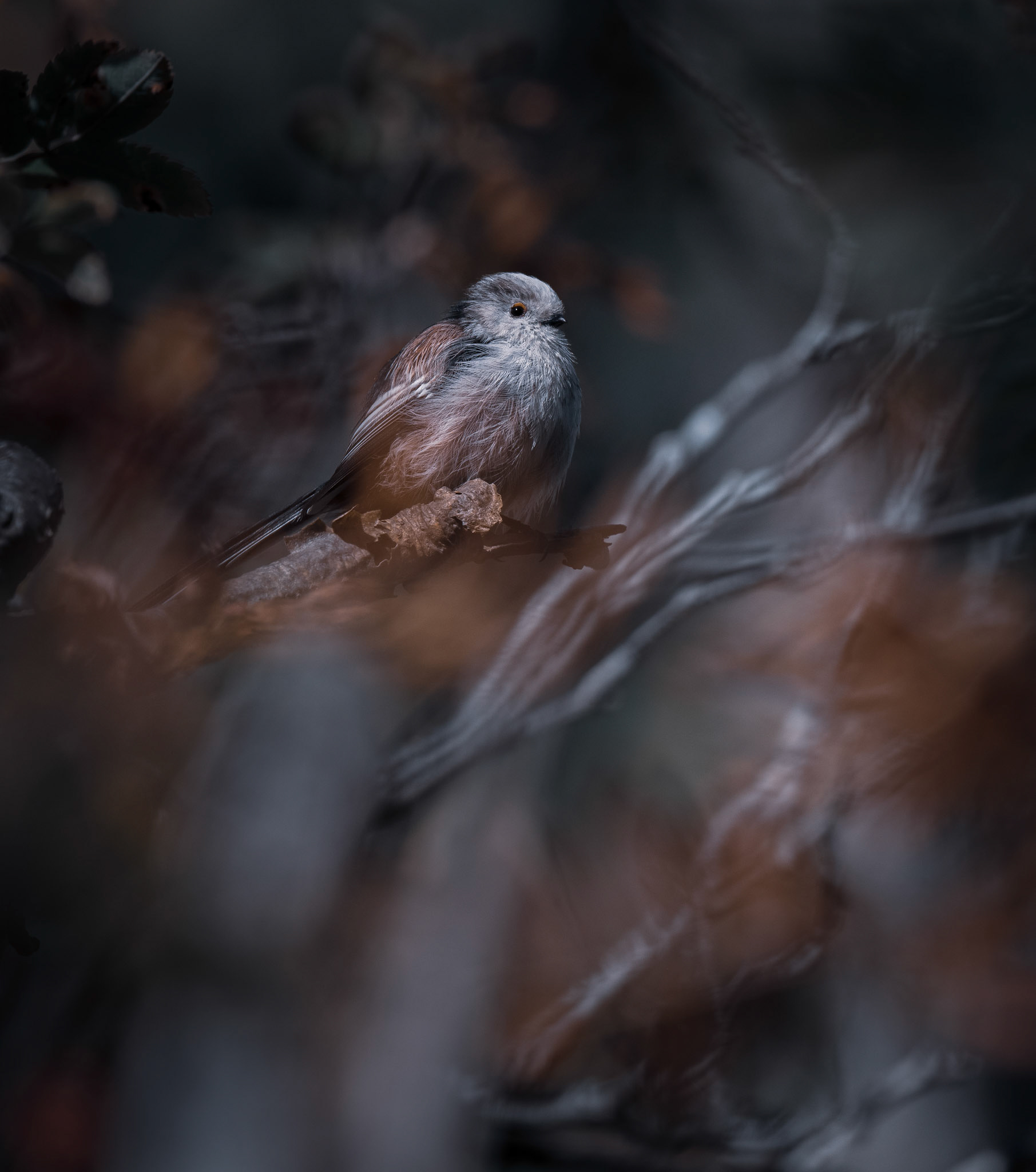 Stjärtmes - Aegithalos caudatus - Long-tailed tit