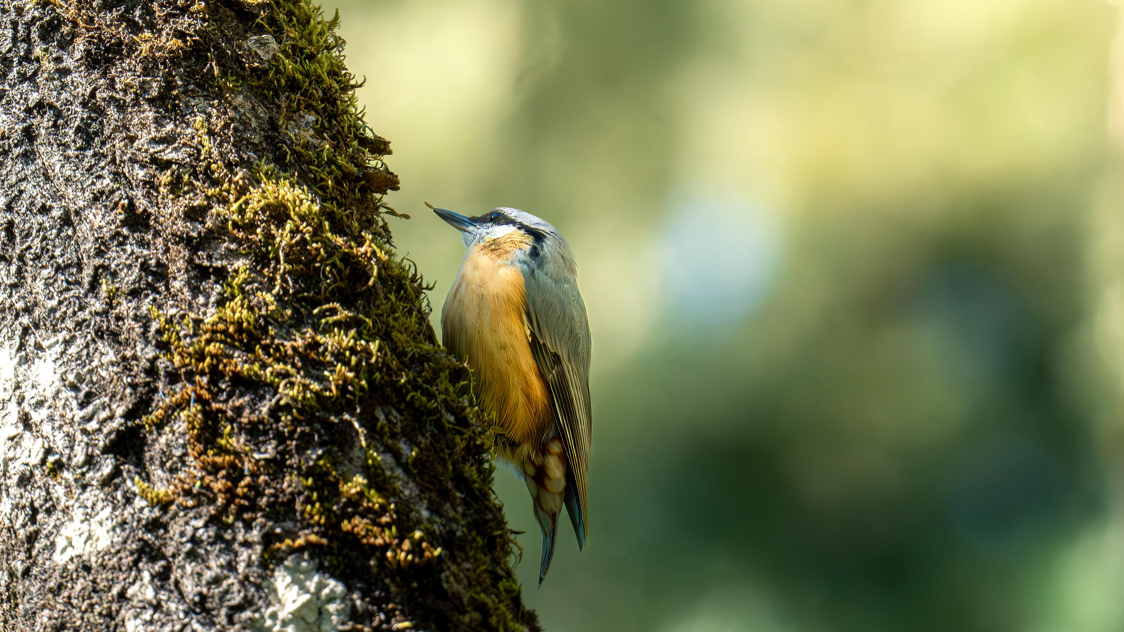 Eursian Nuthatch