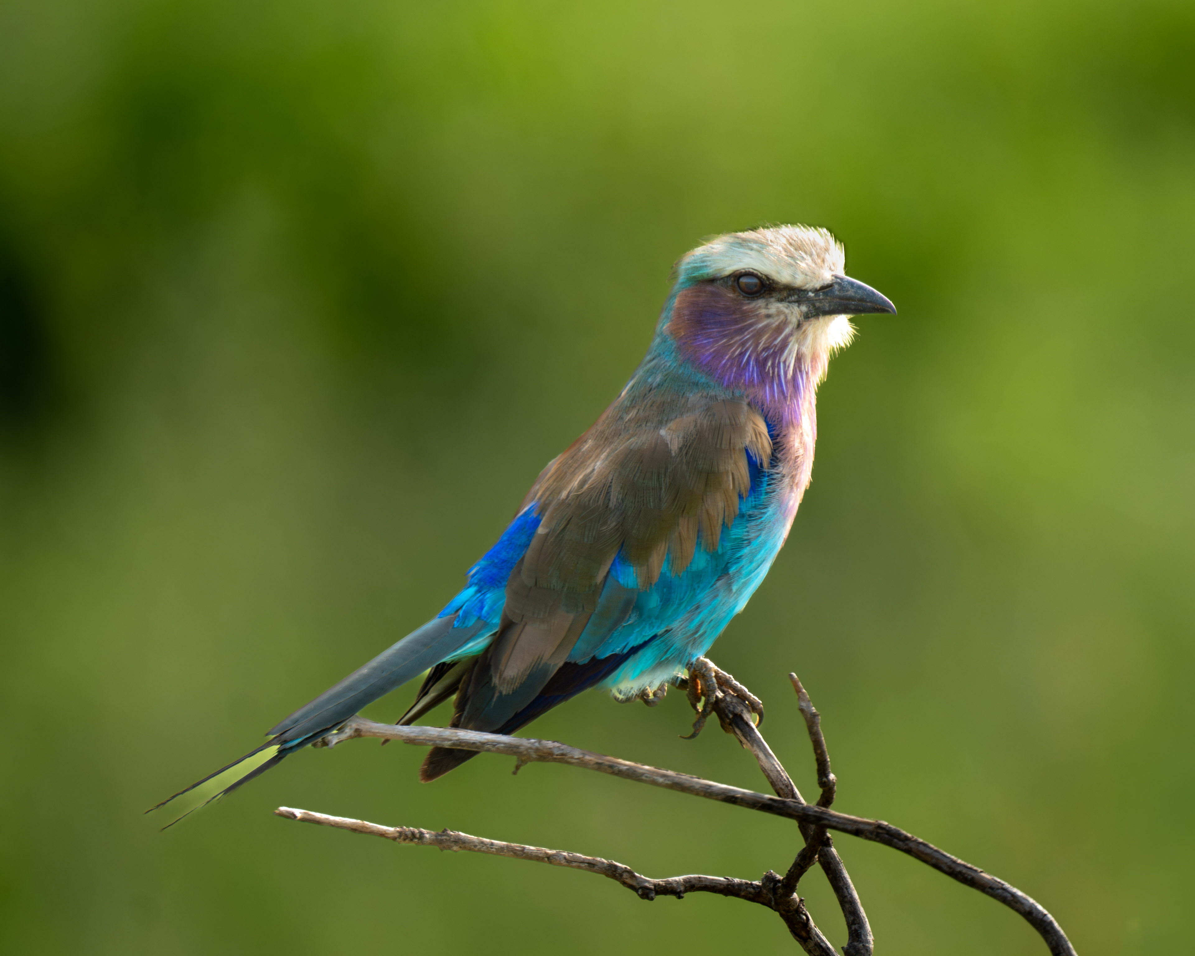 Lilac Breasted Roller