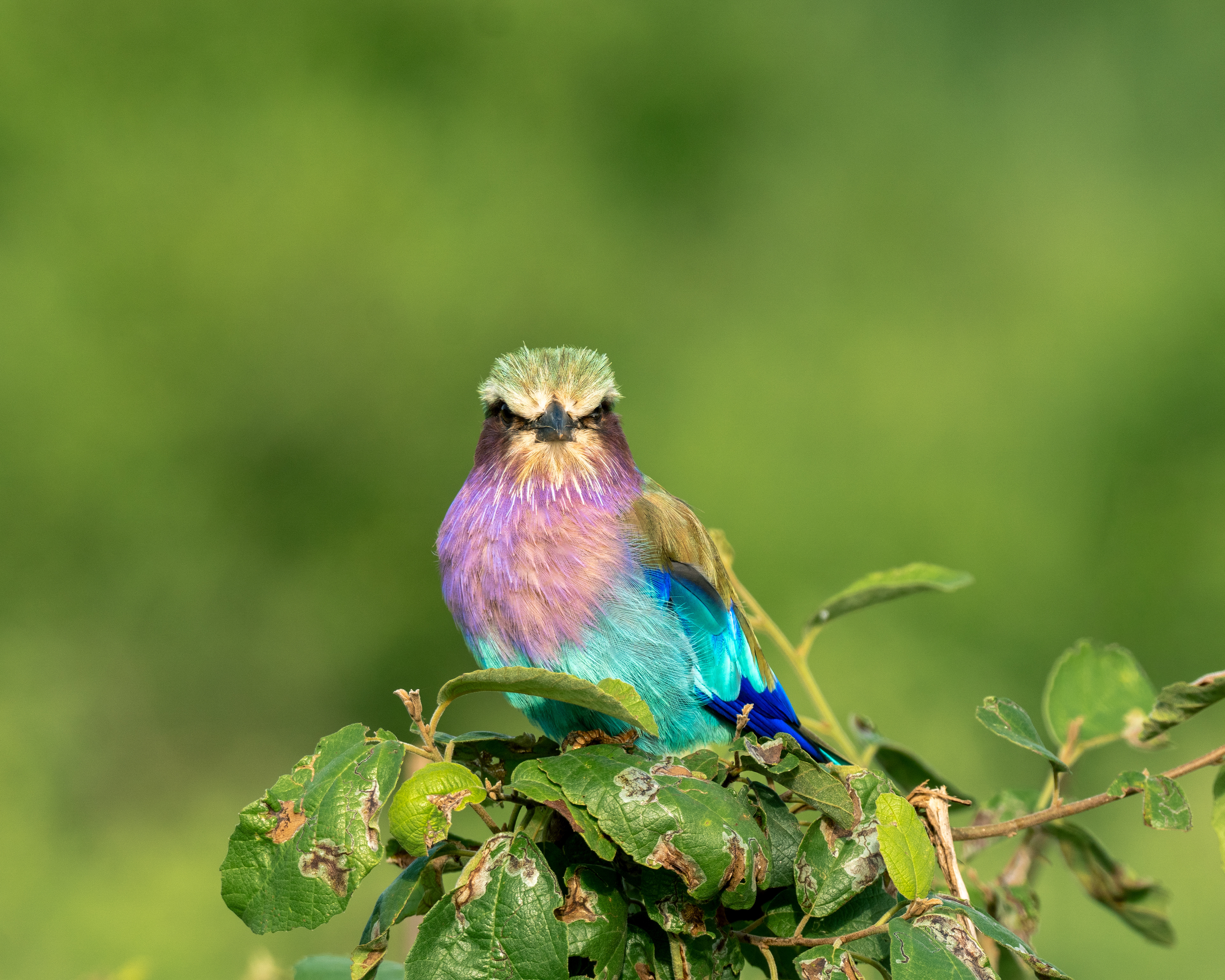 Lilac Breasted Roller