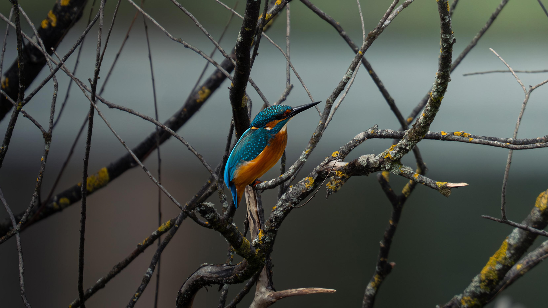 Kingfisher