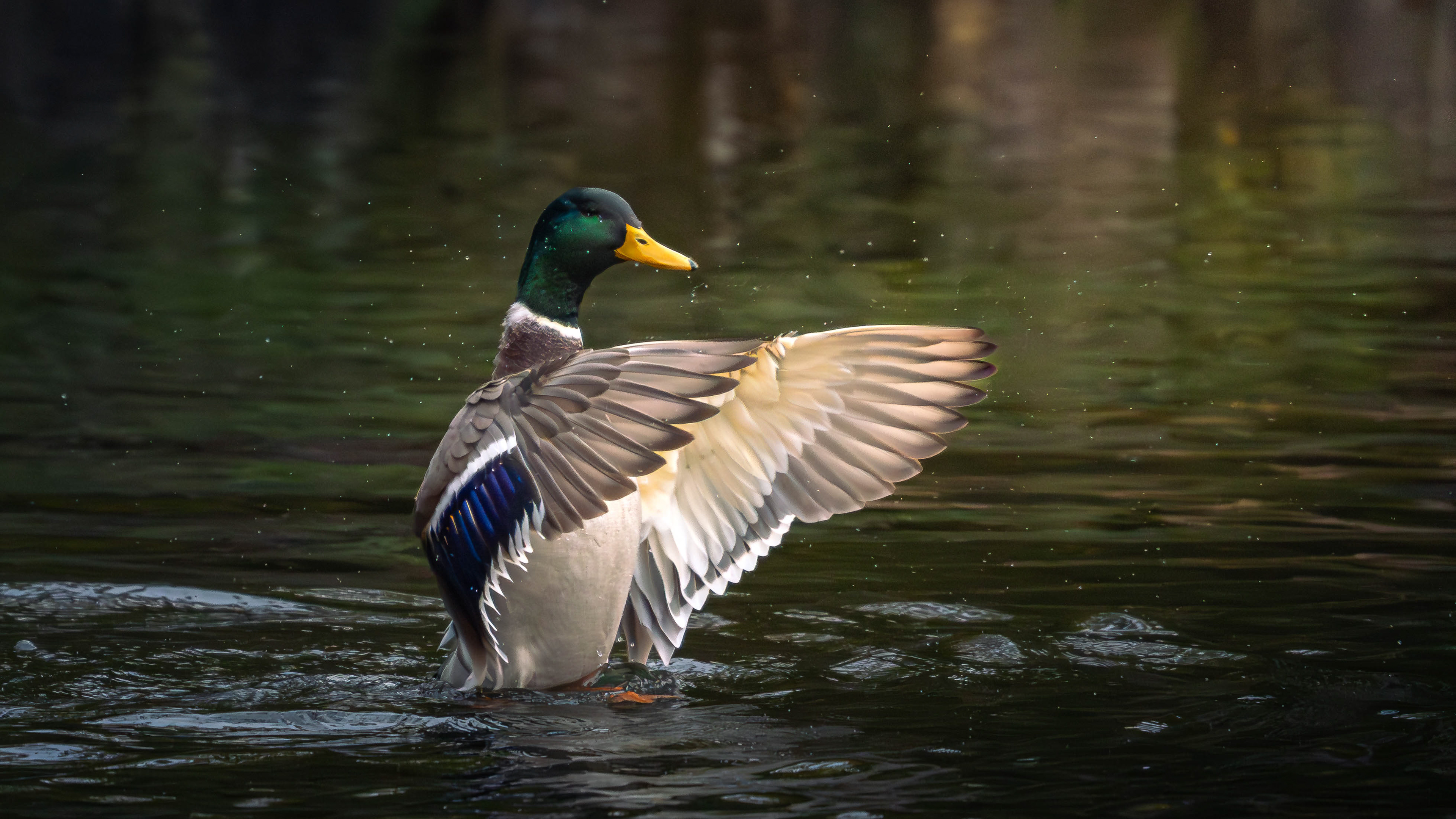 Mallard
