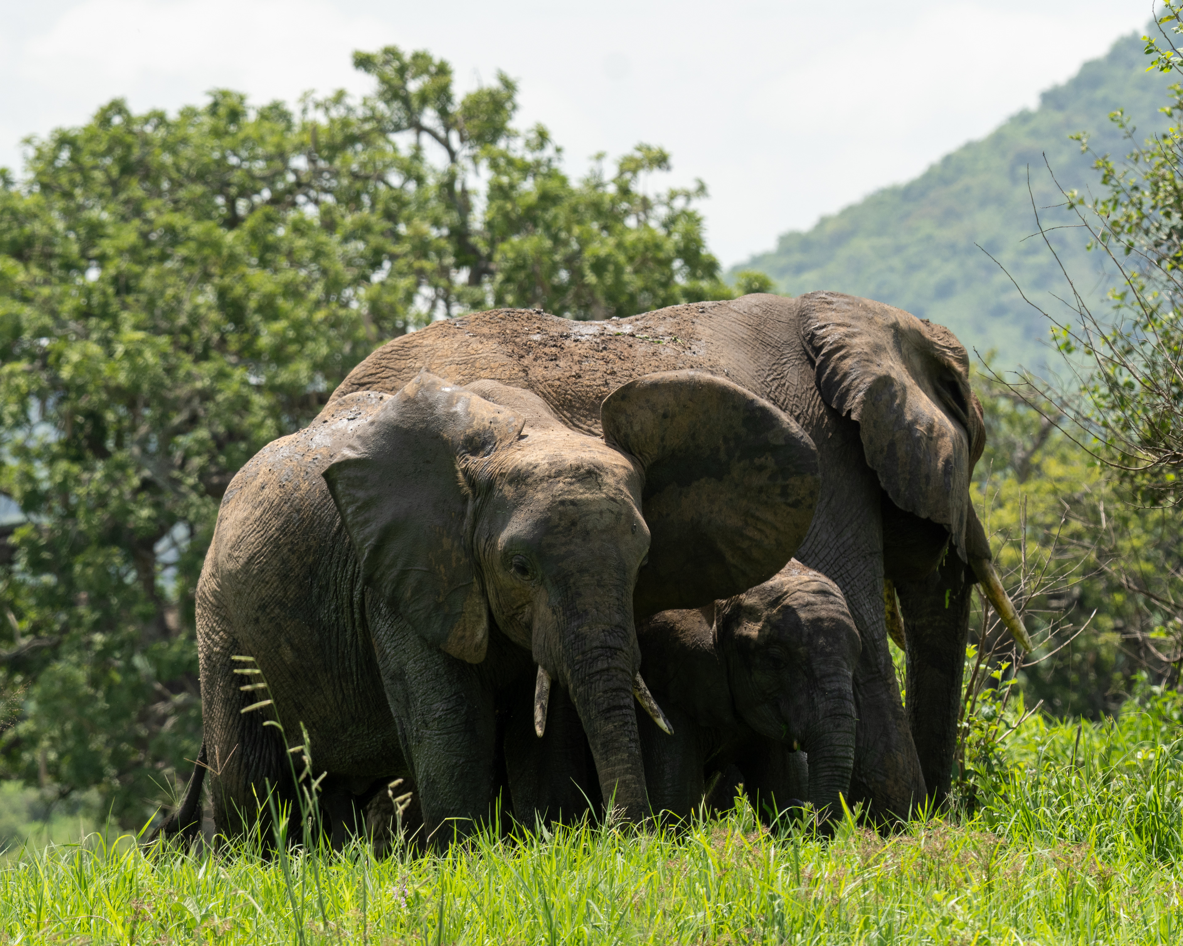 Elephant