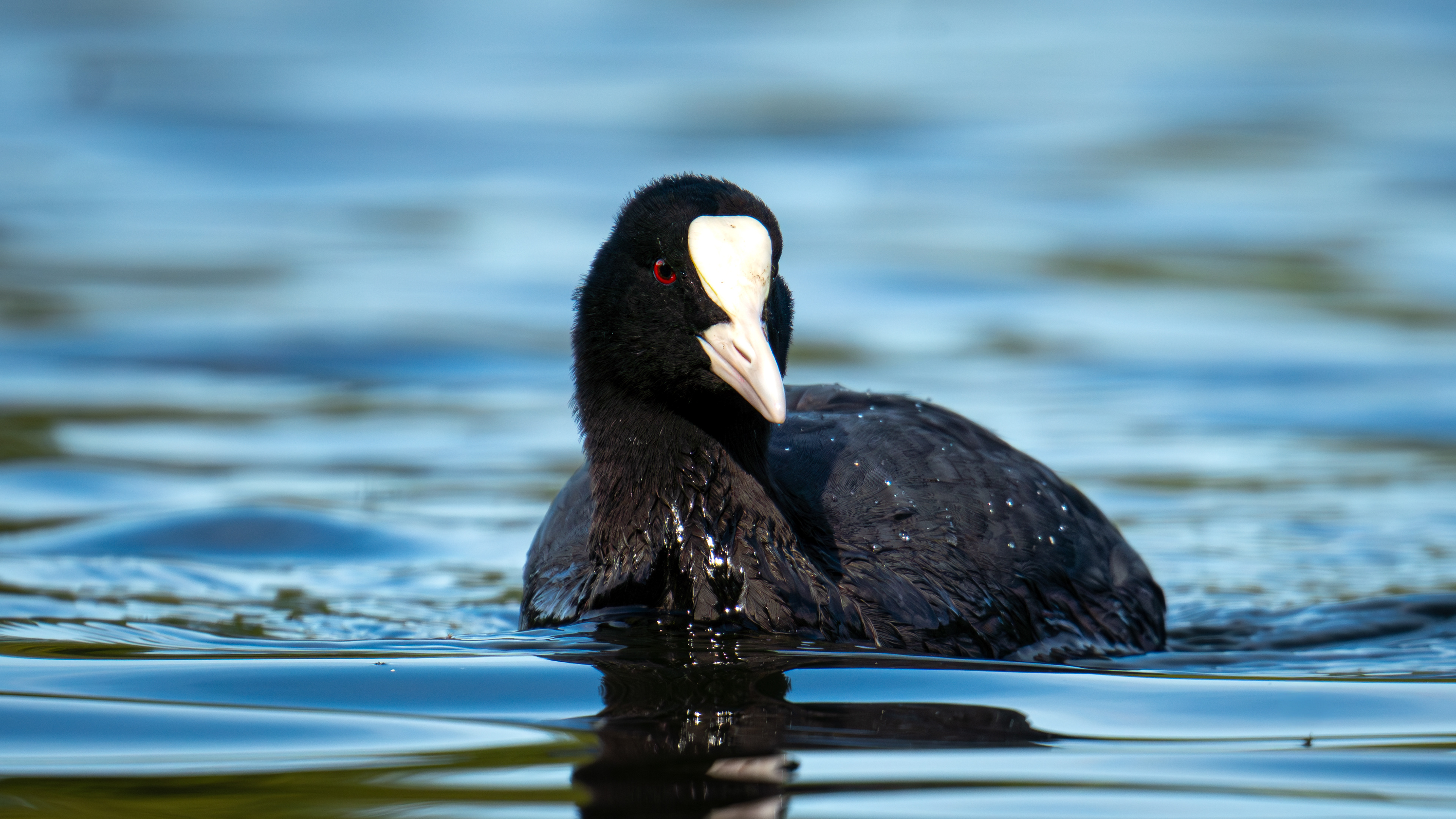 Eurasian Coot