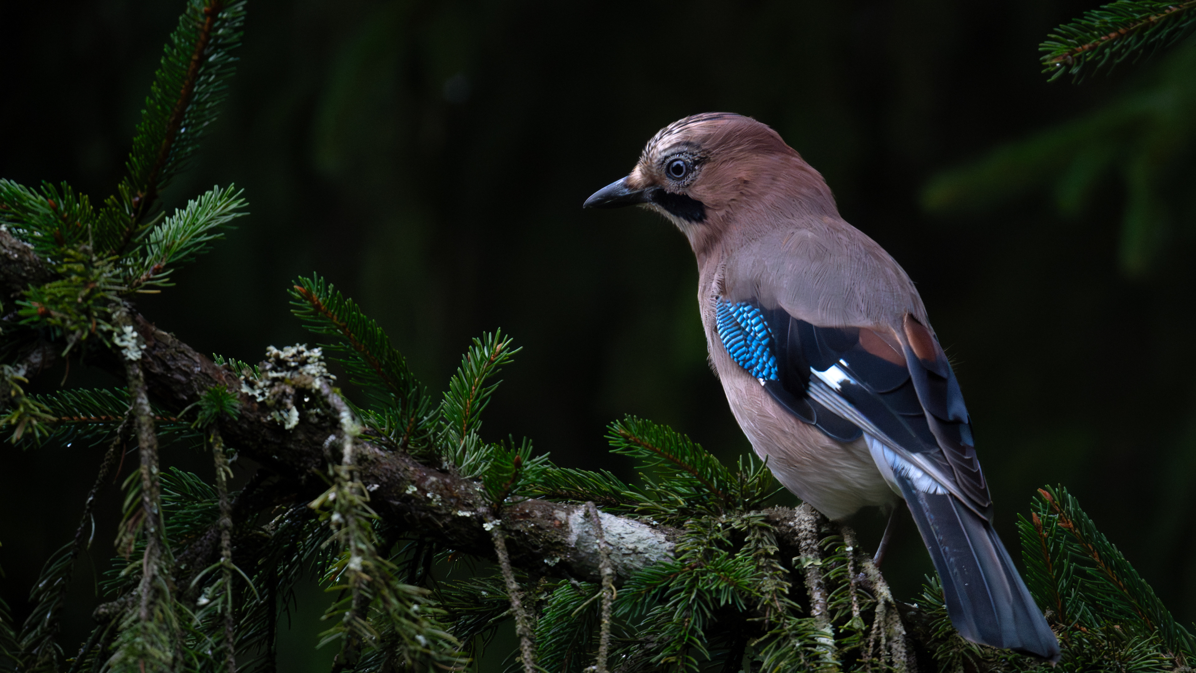 Eurasian Jay