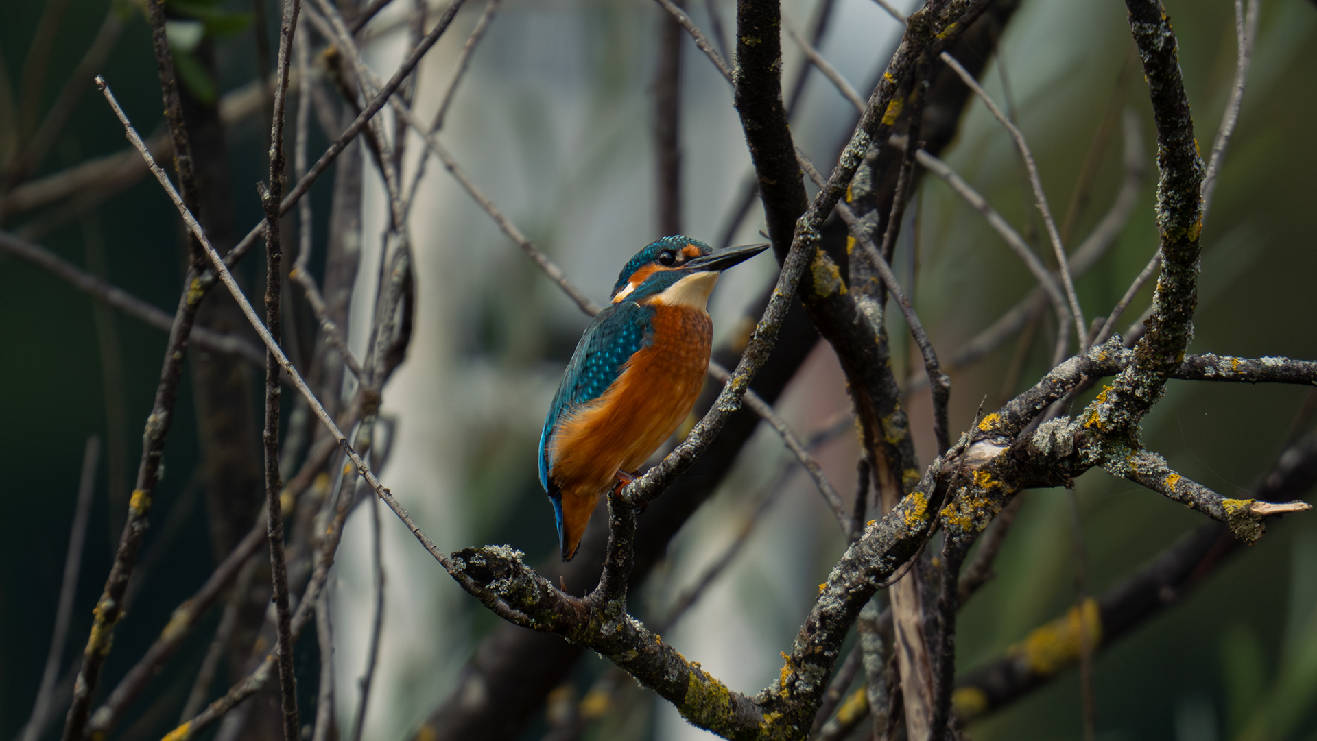 Kingfisher
