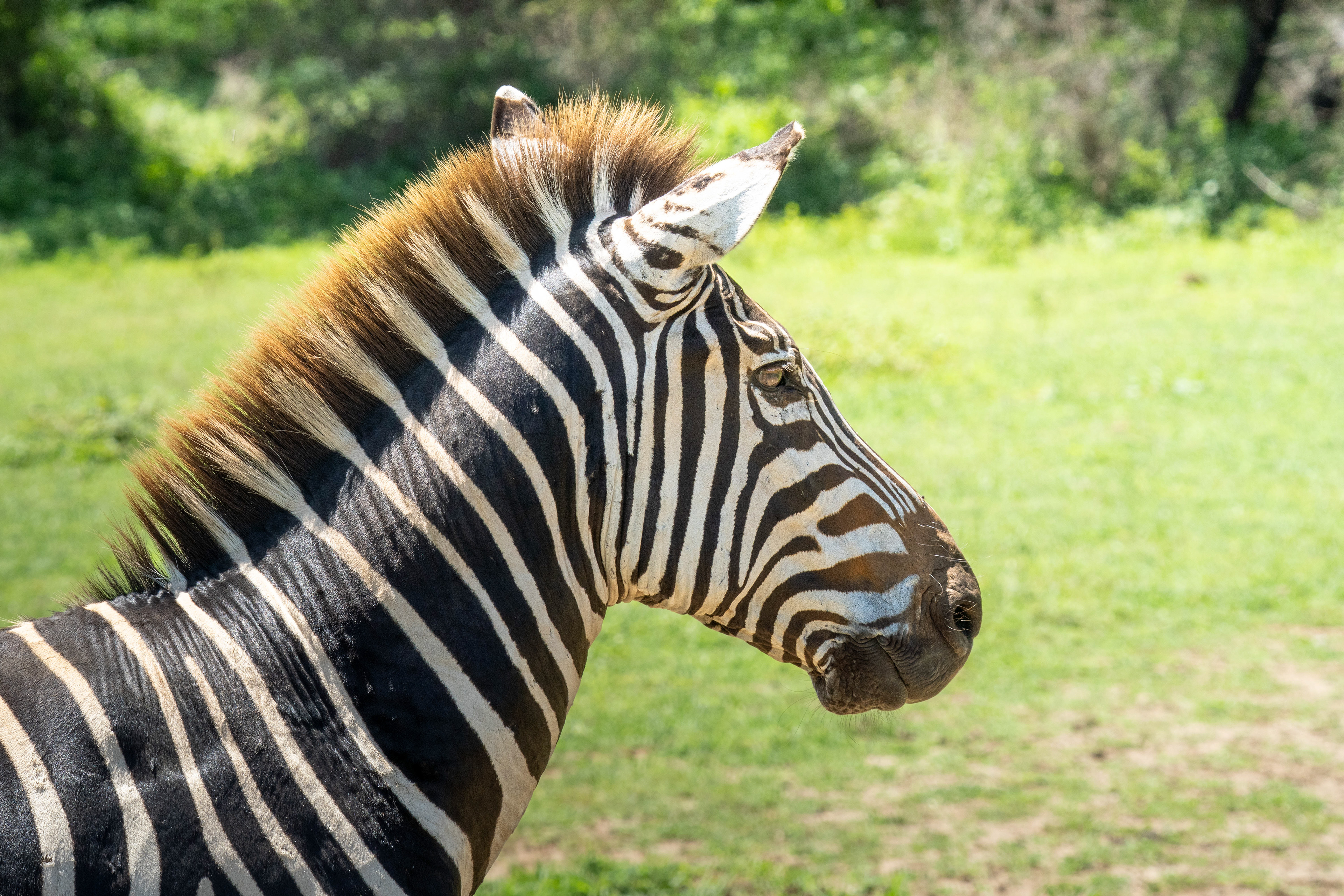 Zebra