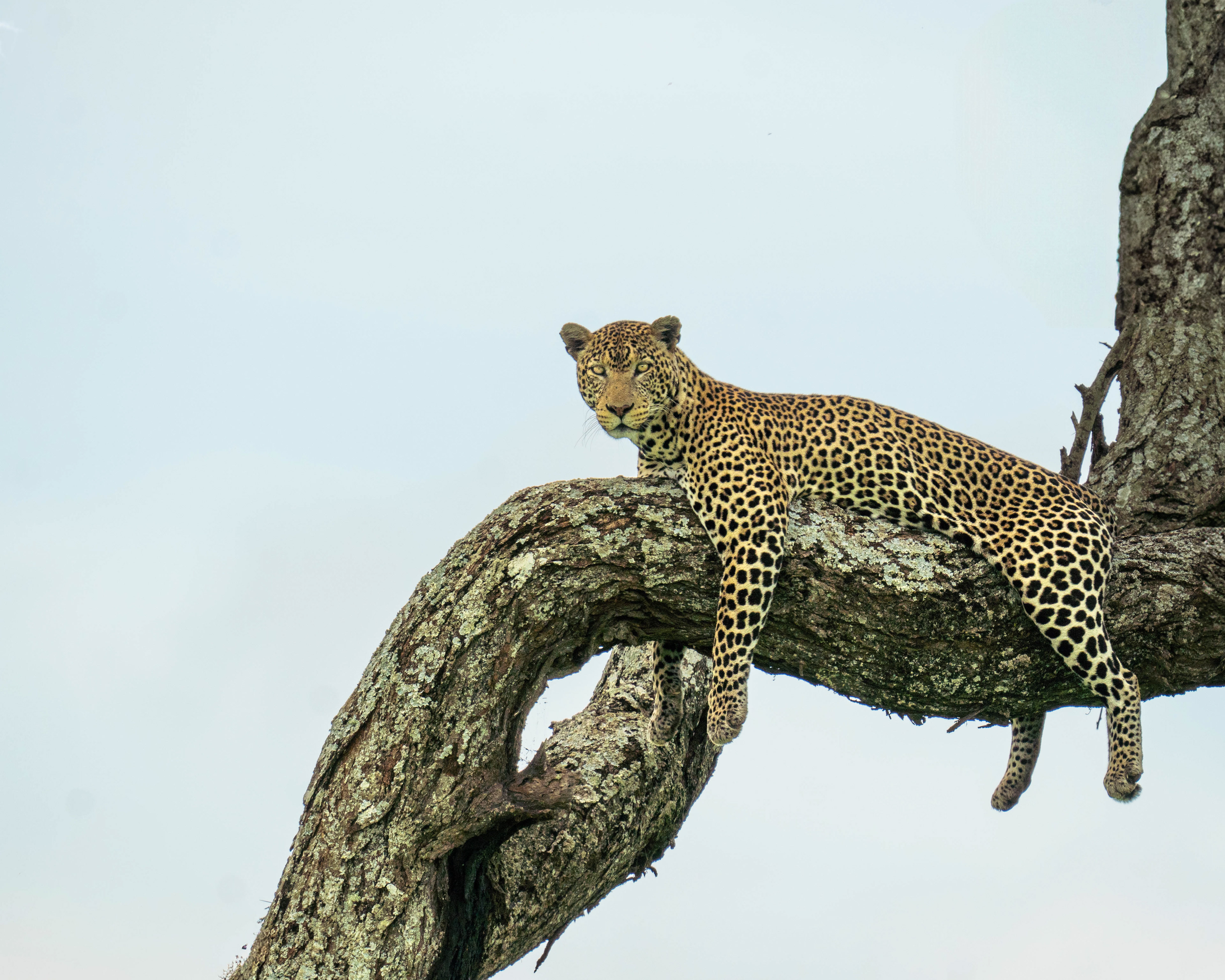 Leopard