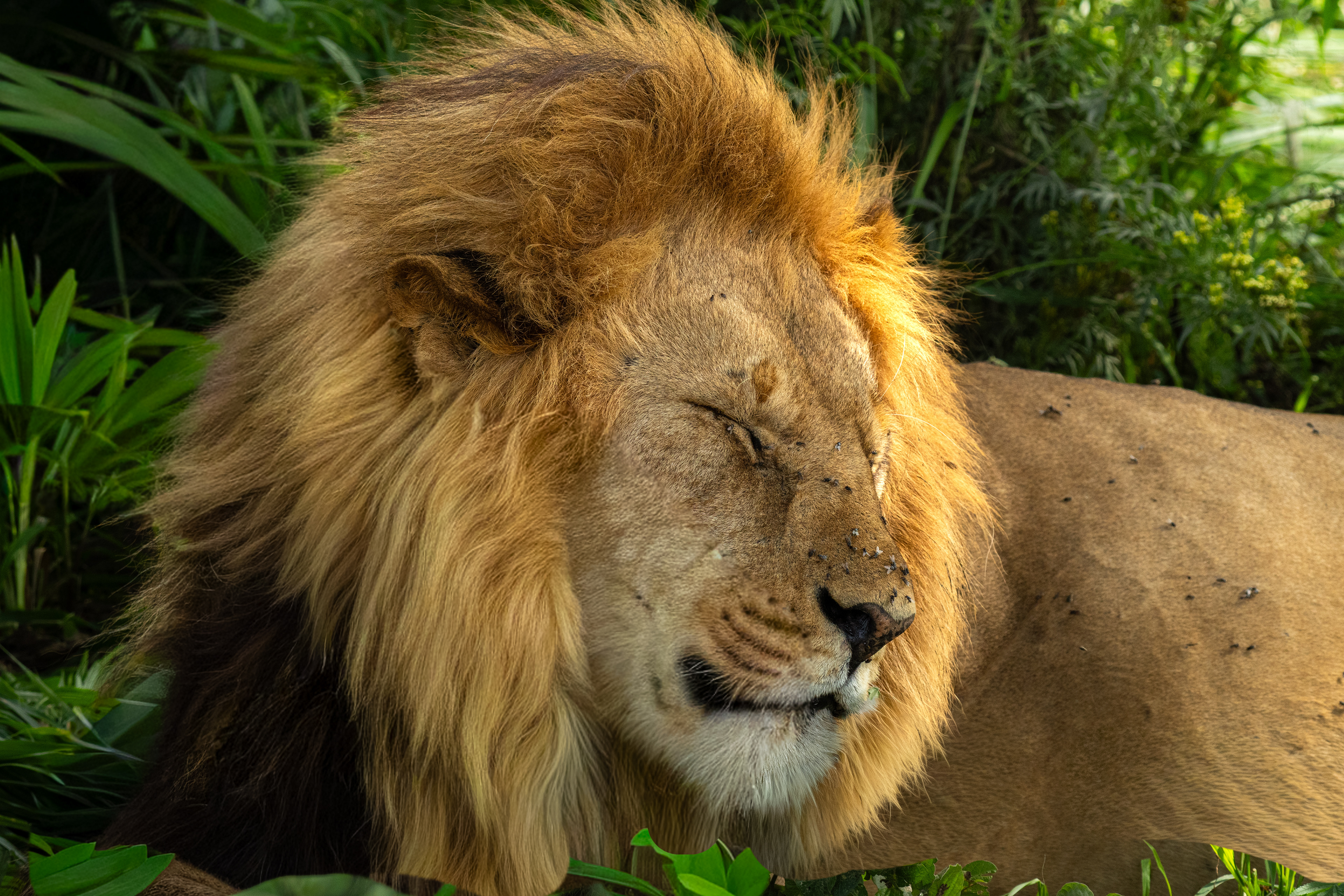 Lion