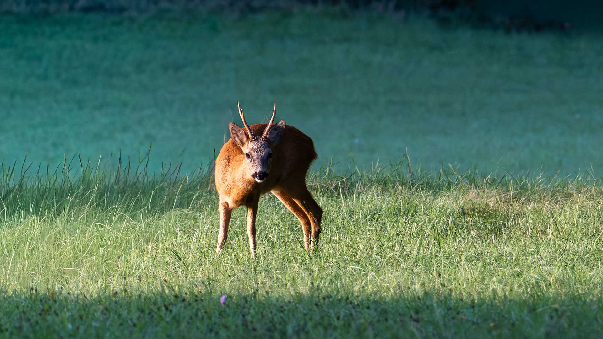 Roebuck
