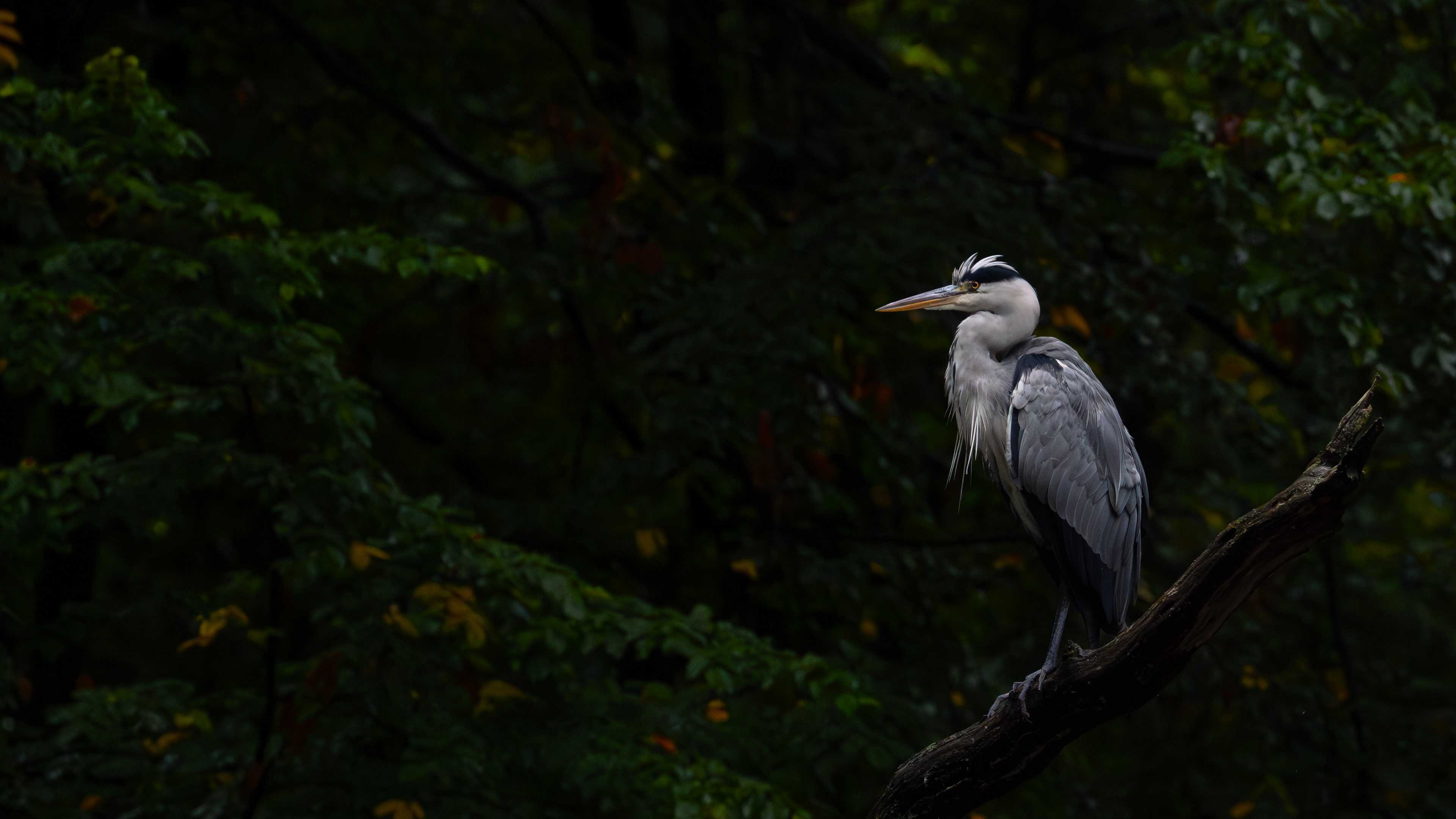Grey Heron
