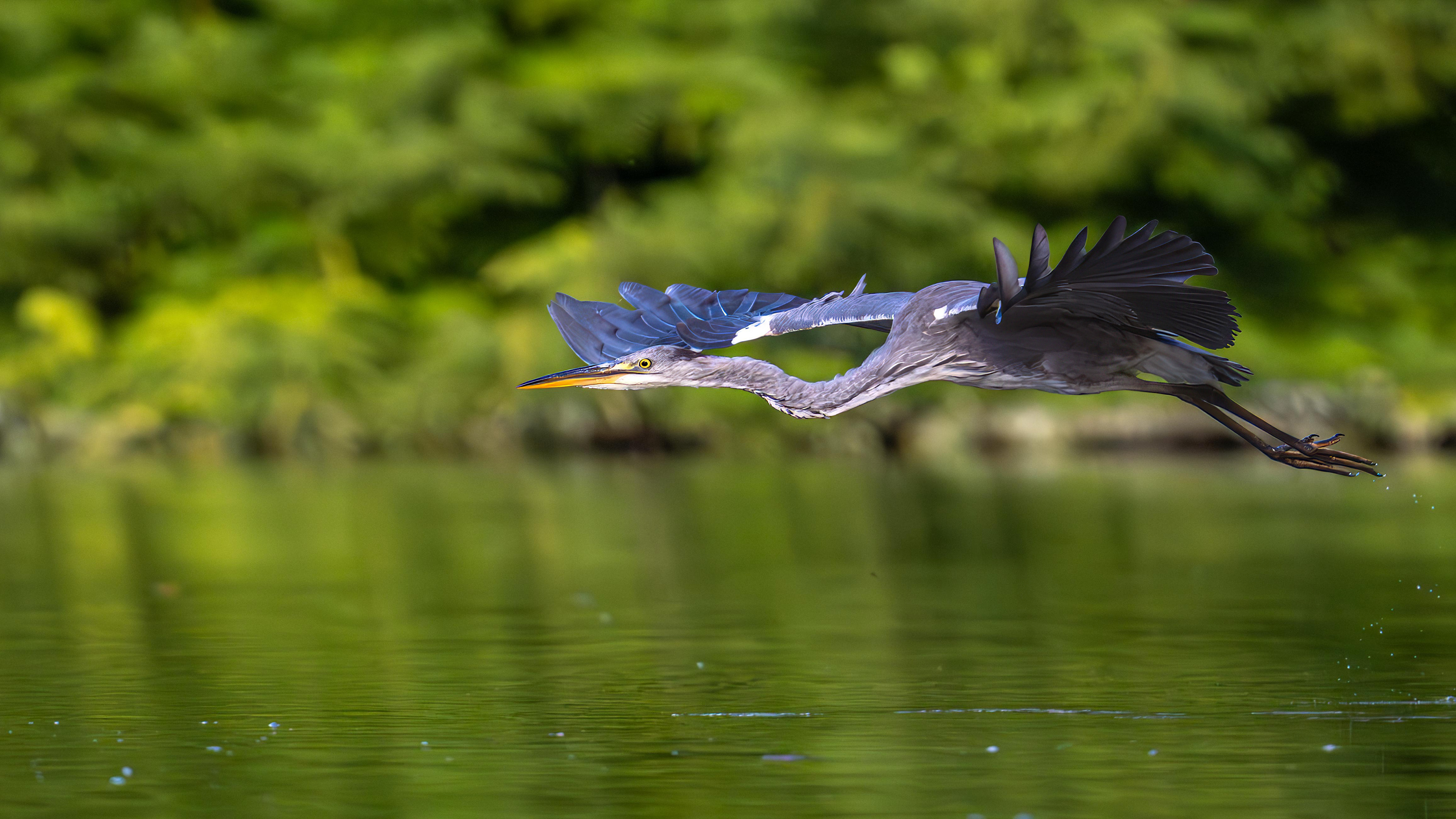 Grey Heron