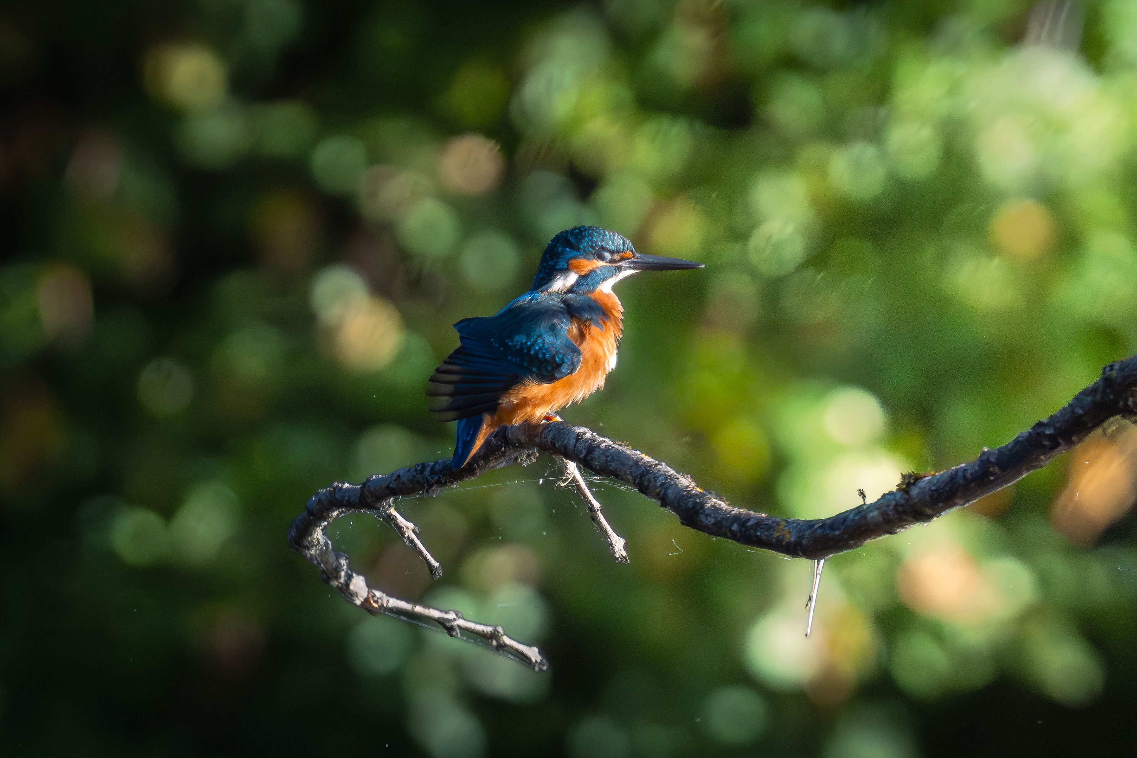 Common Kingfisher