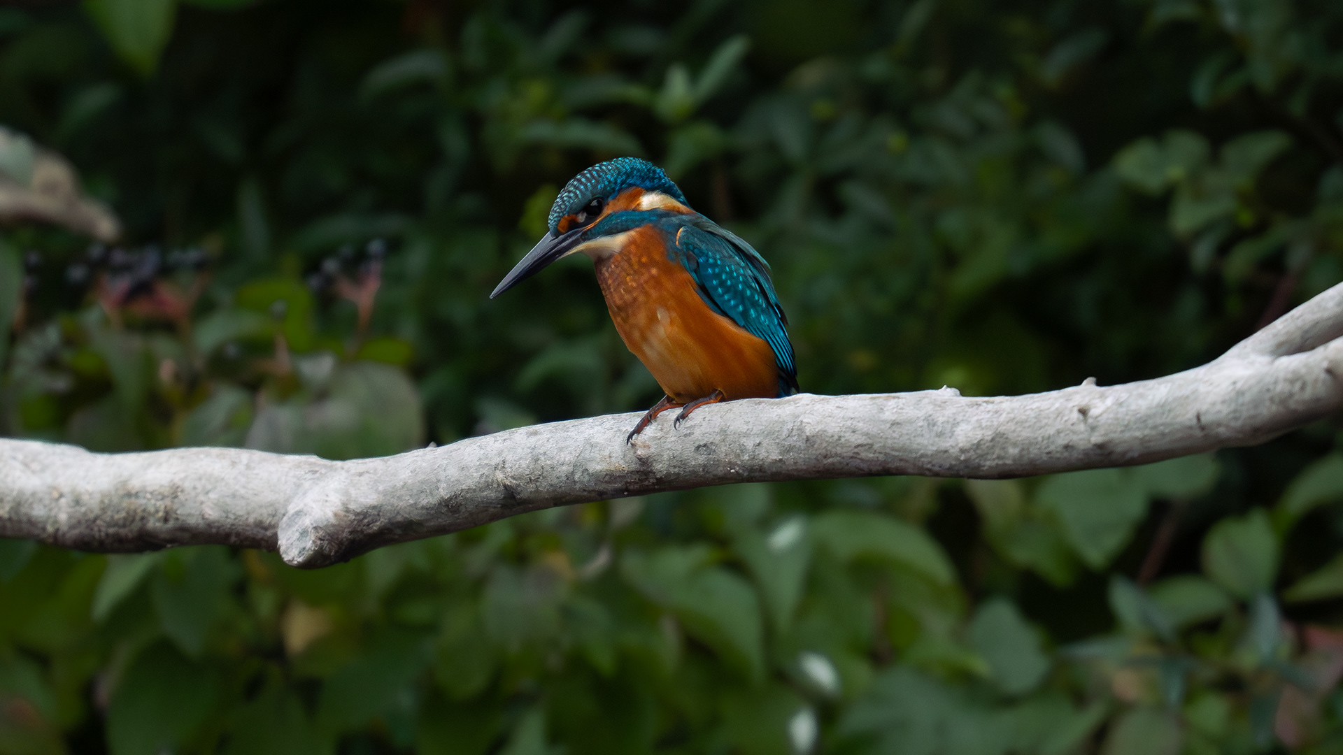 Kingfisher