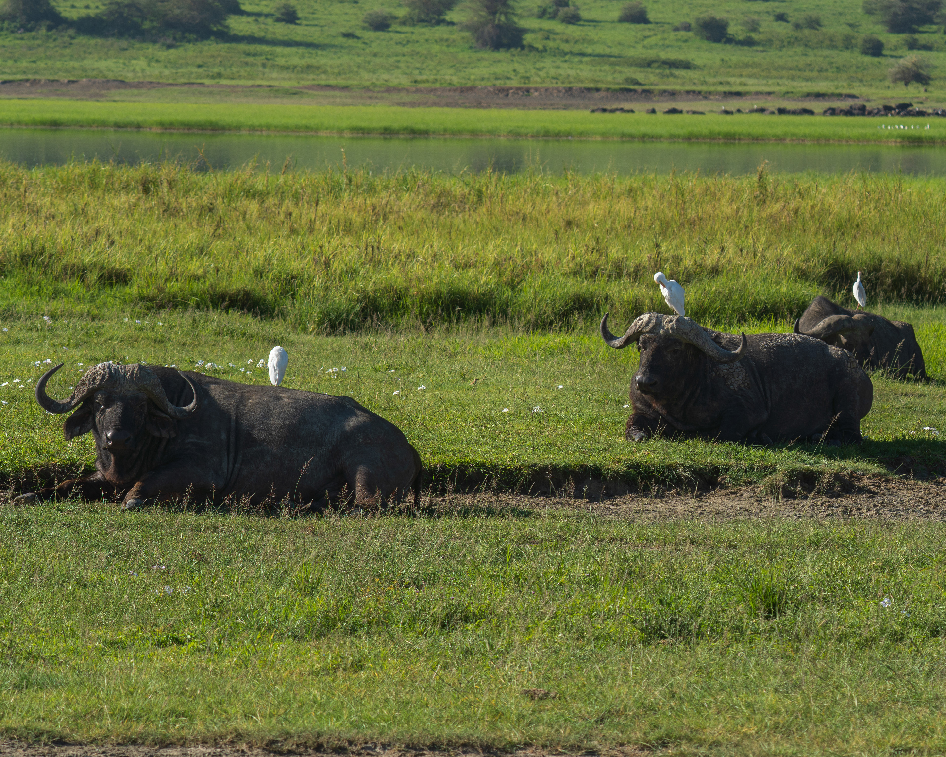 Buffalo