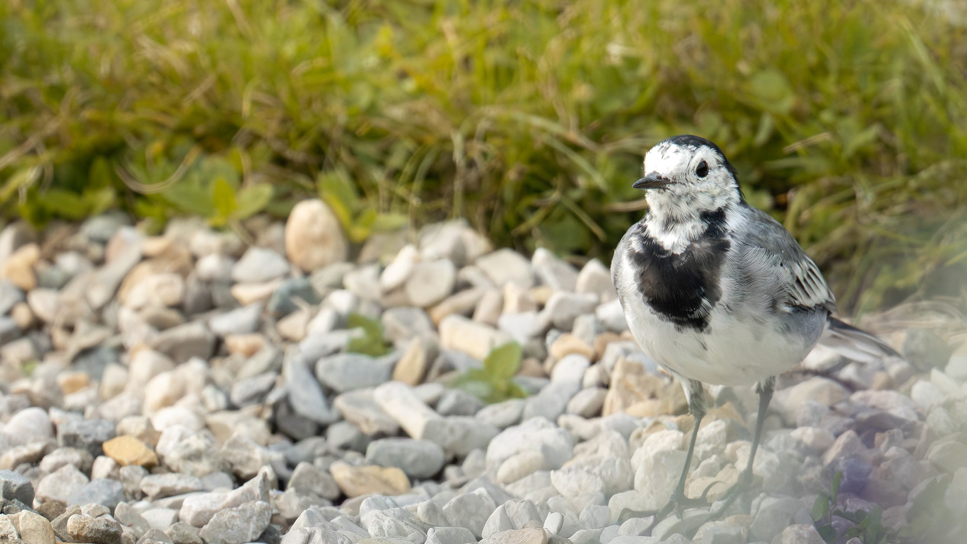 White Wagtail