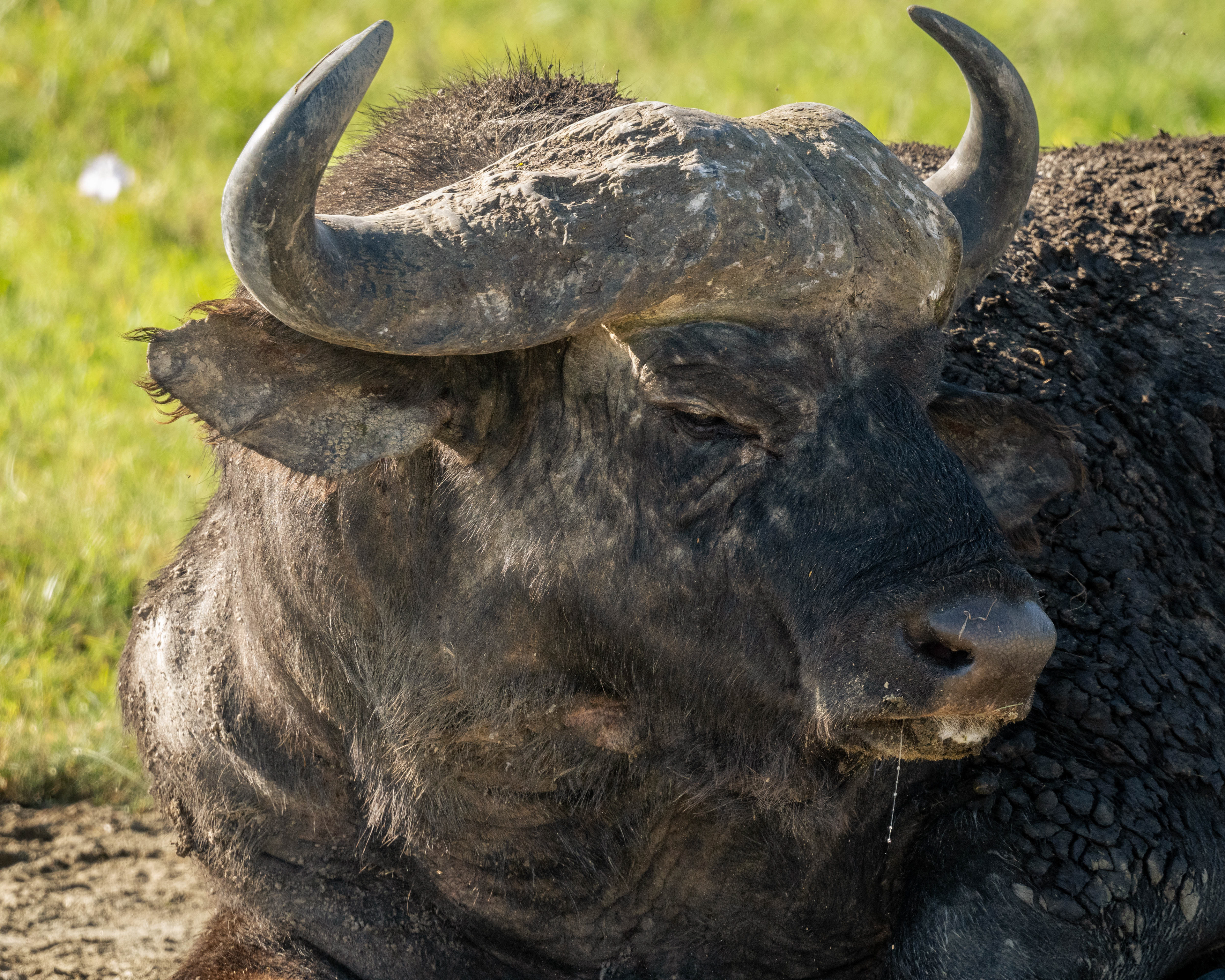 Buffalo