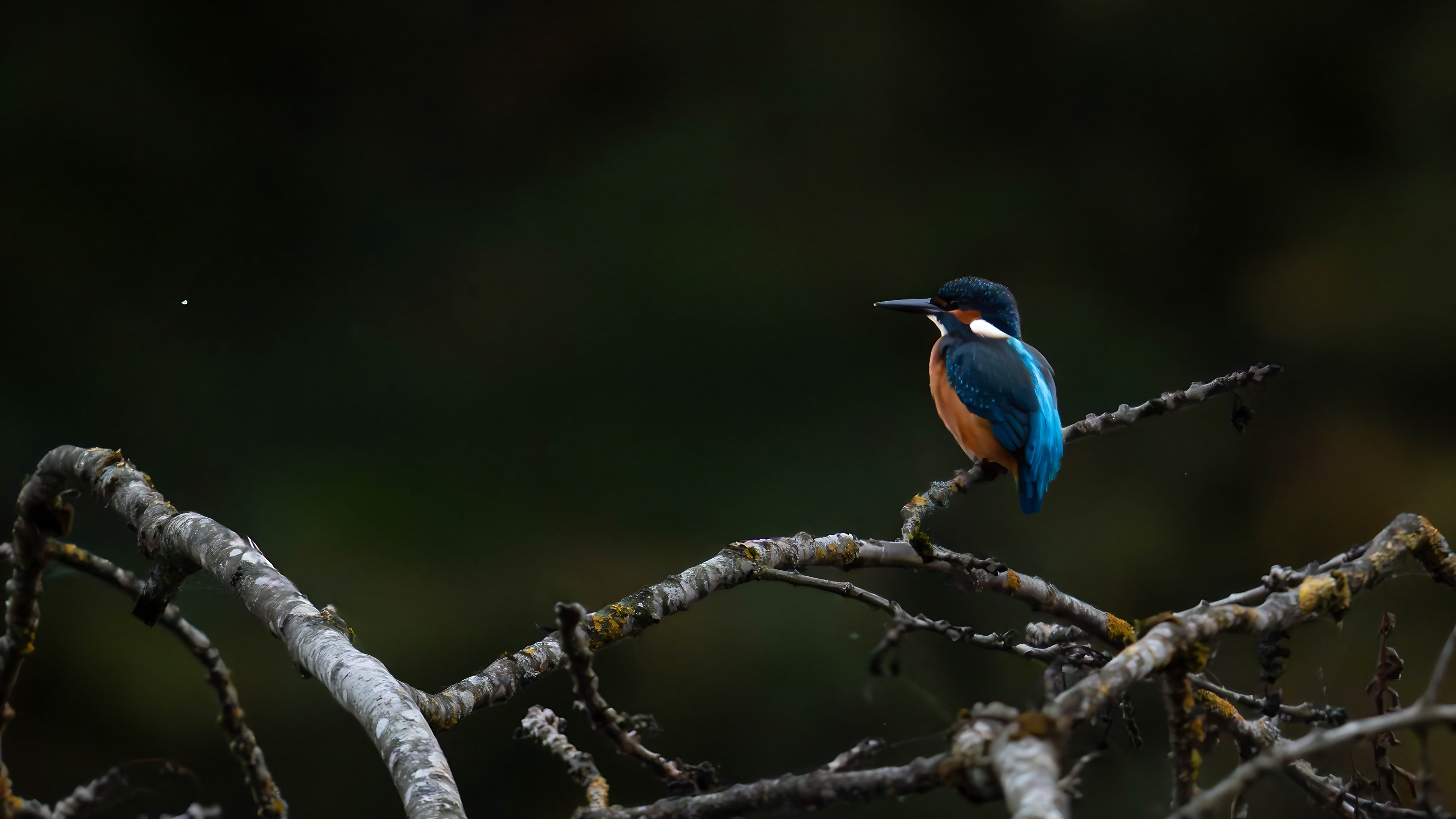 Kingfisher