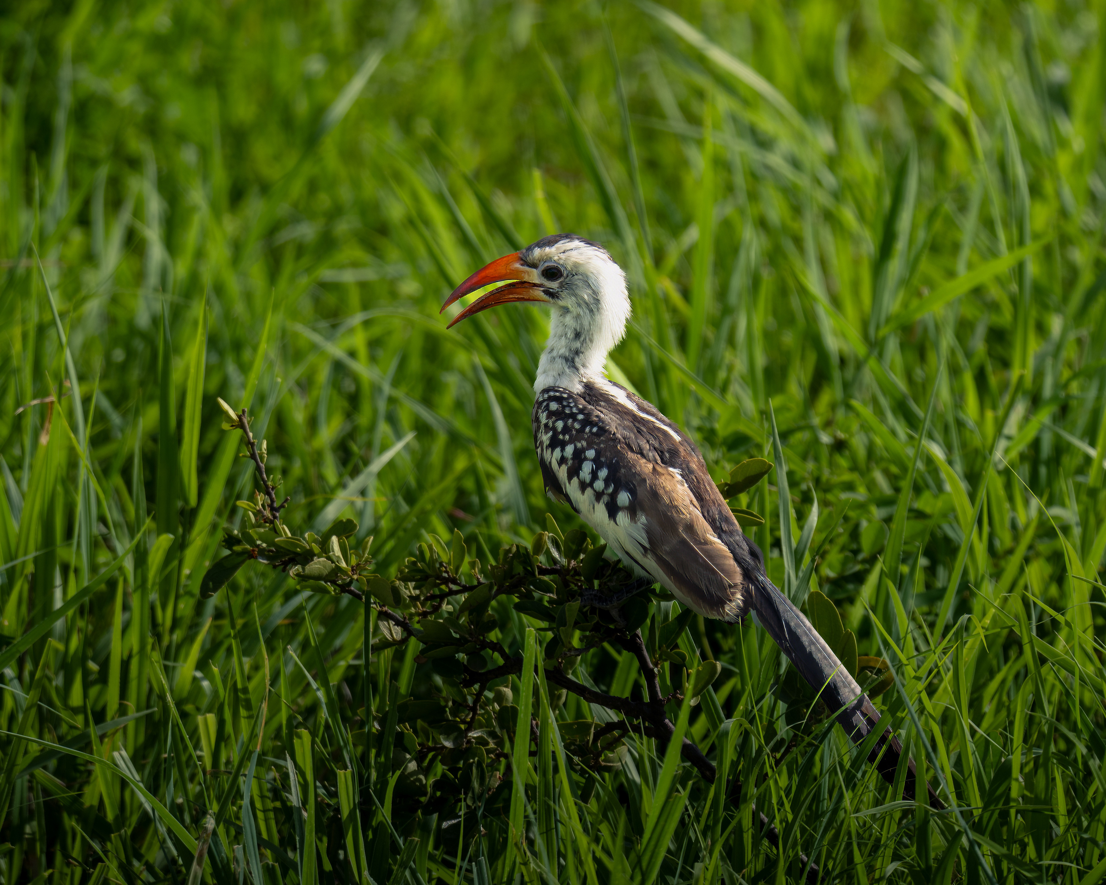 Red-billed Hornbill