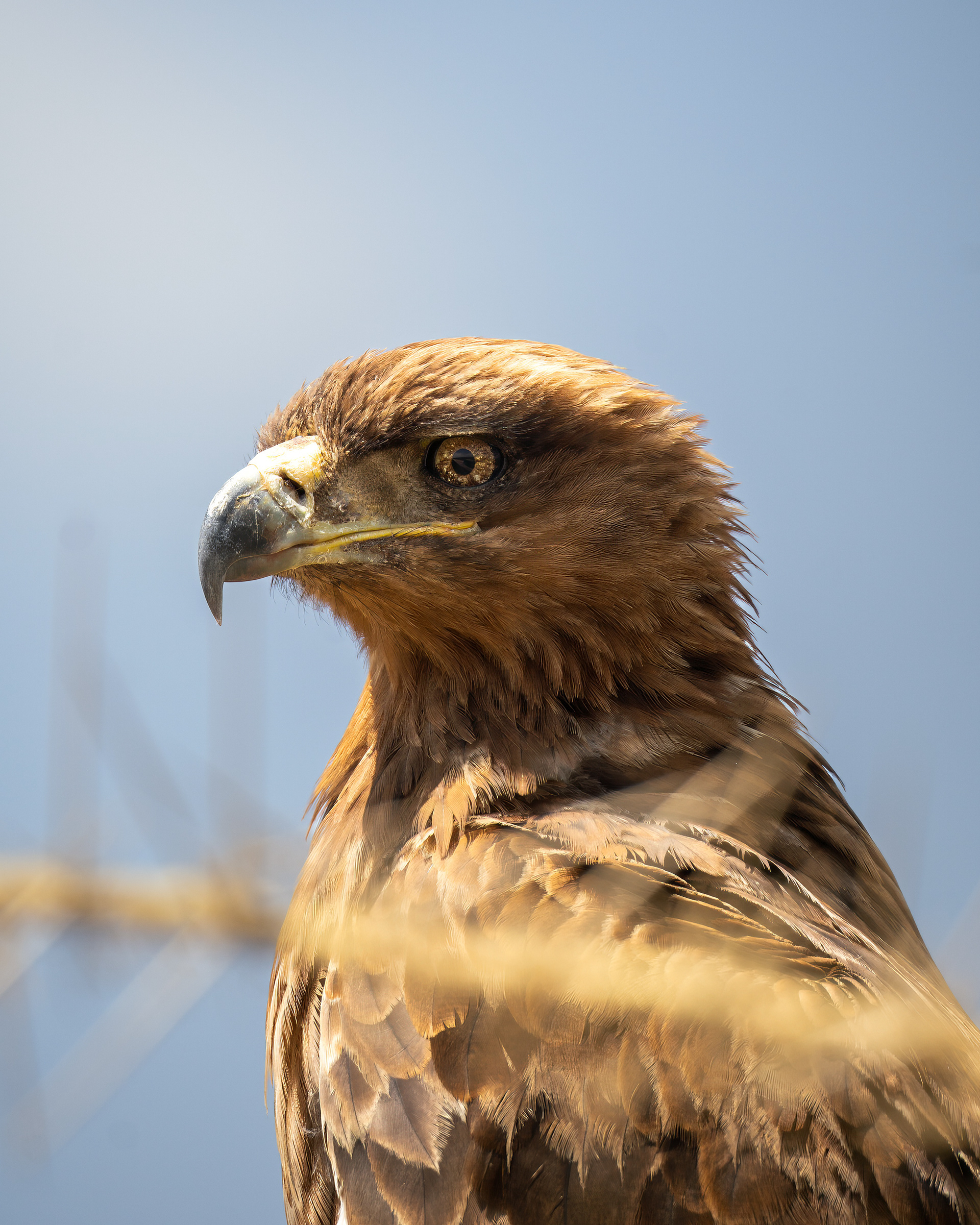 Tawny Eagle