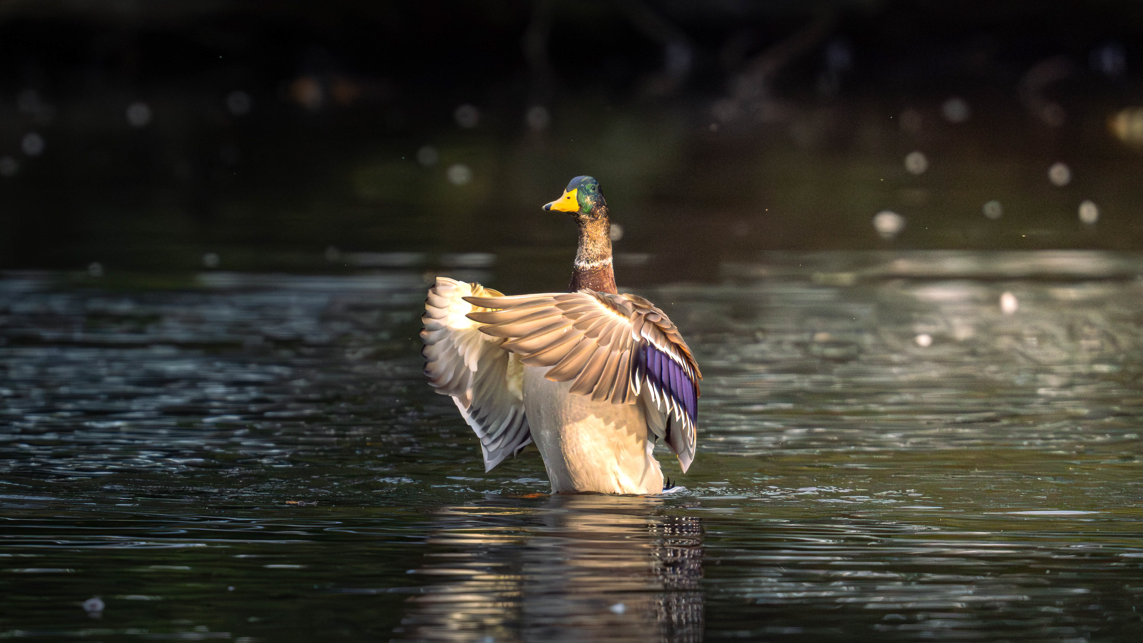 Mallard