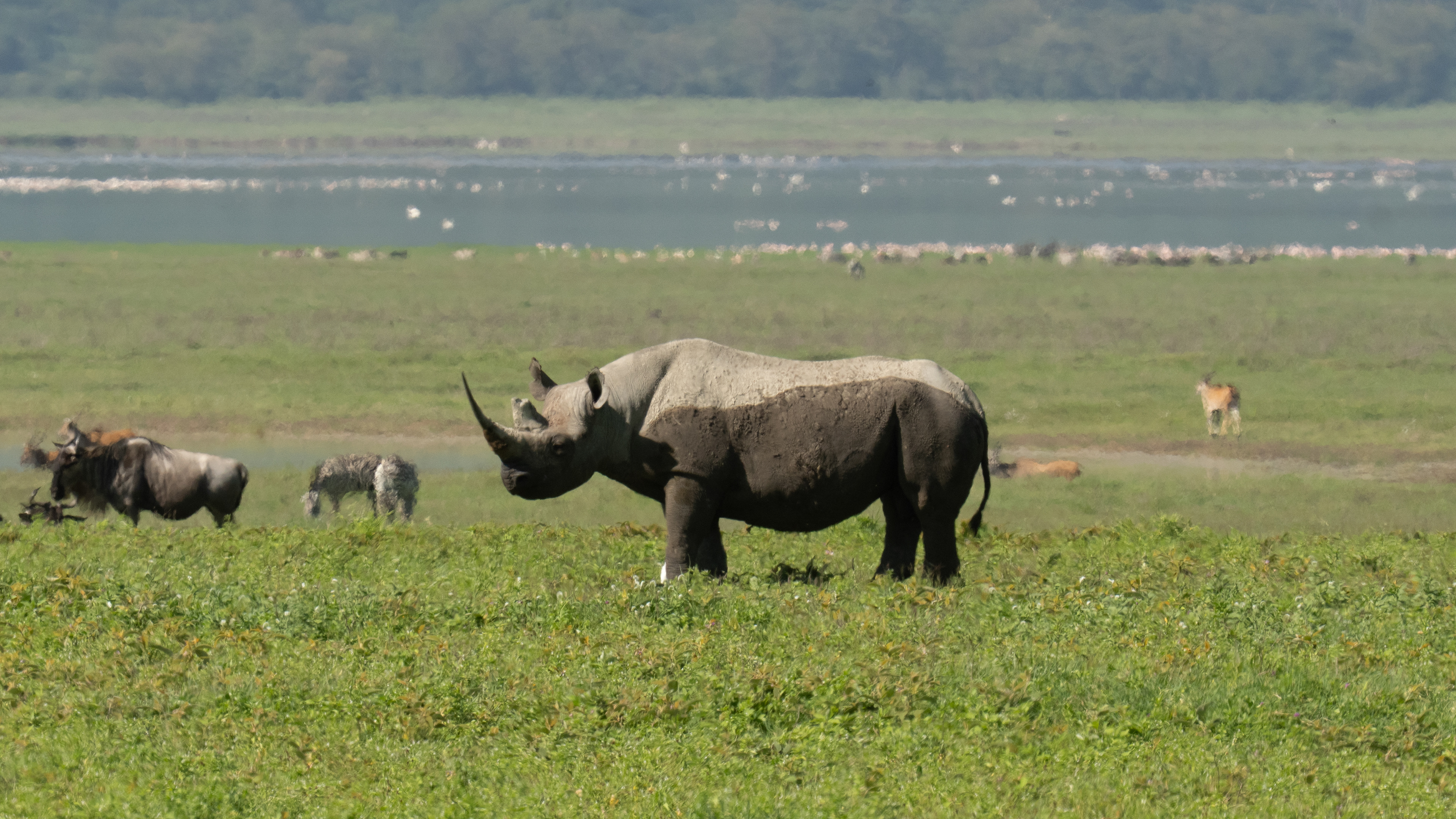 Black Rhino