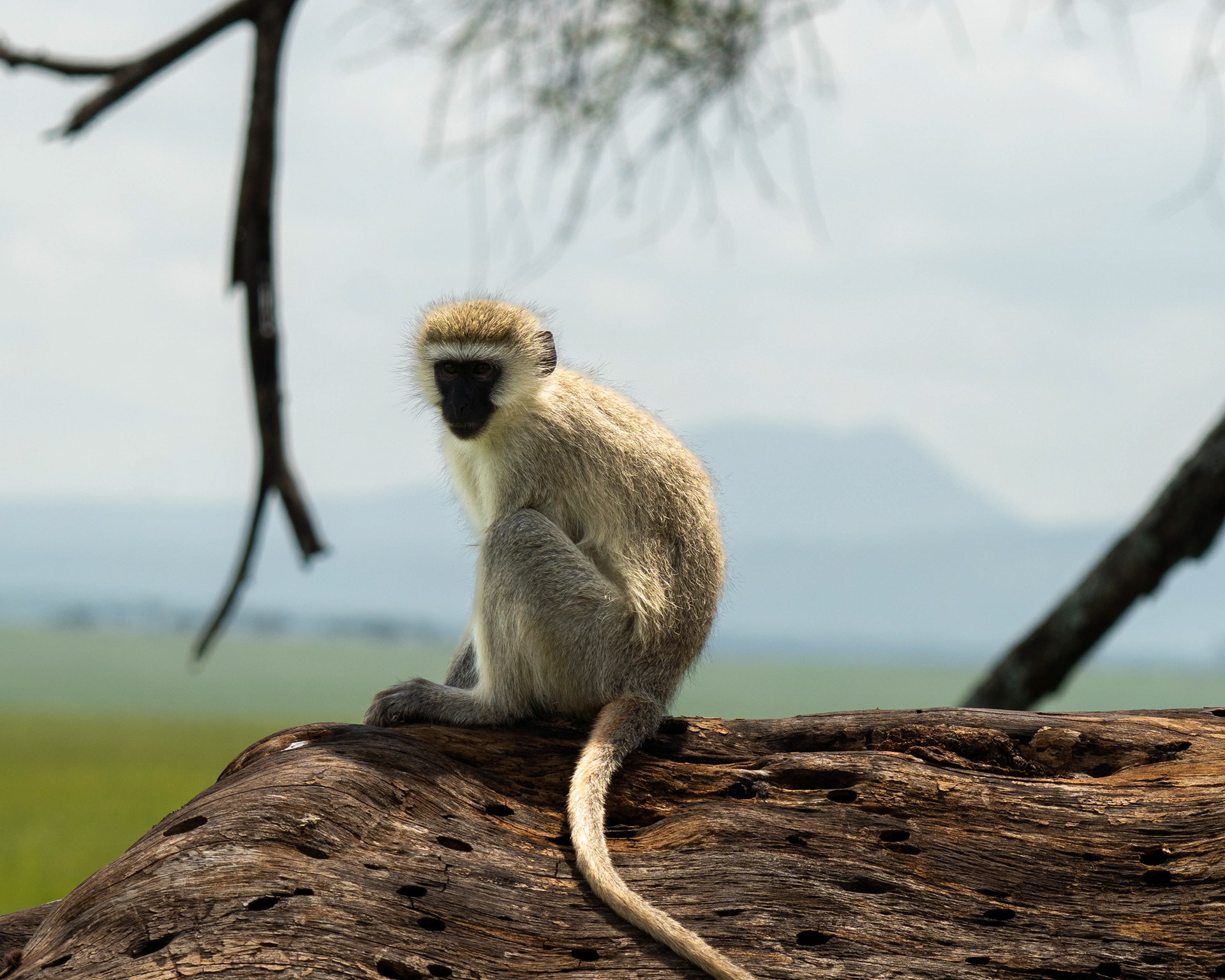 Velvet Monkey