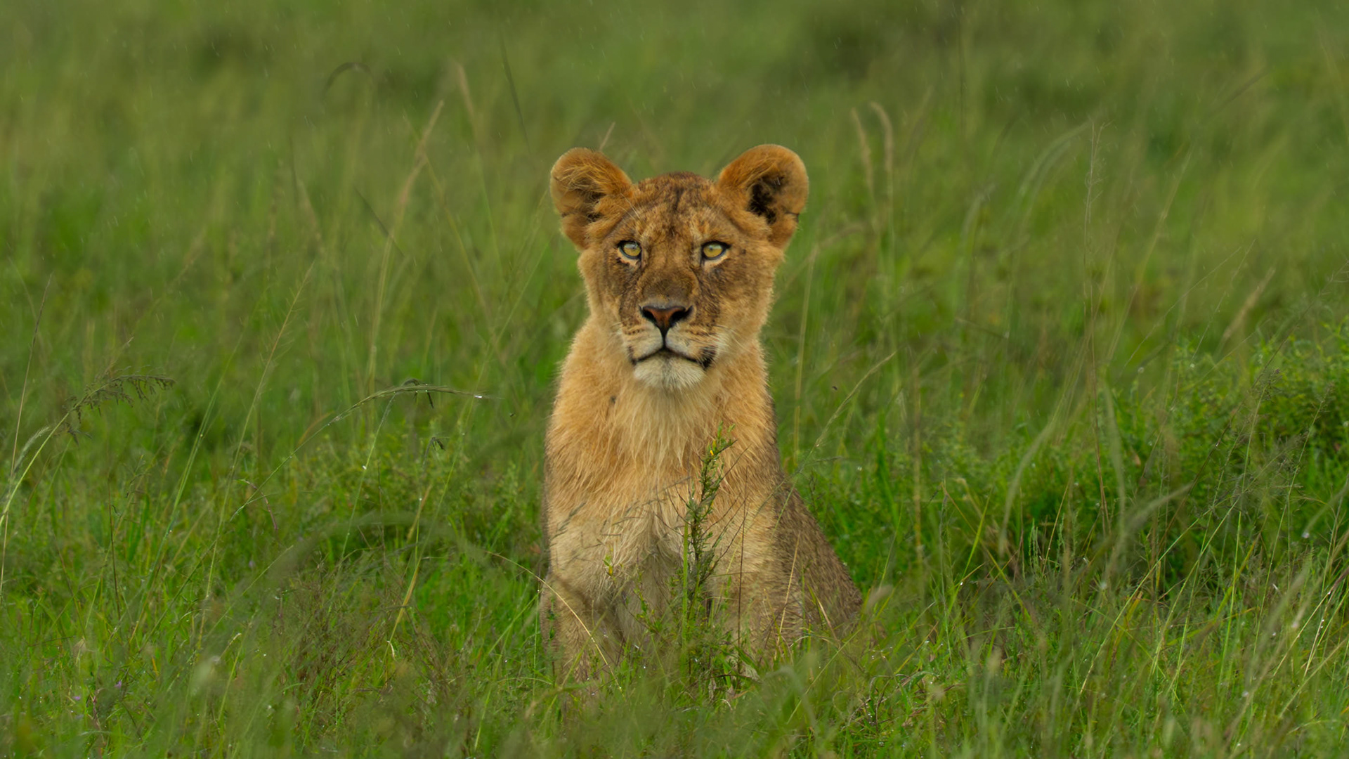 Lion