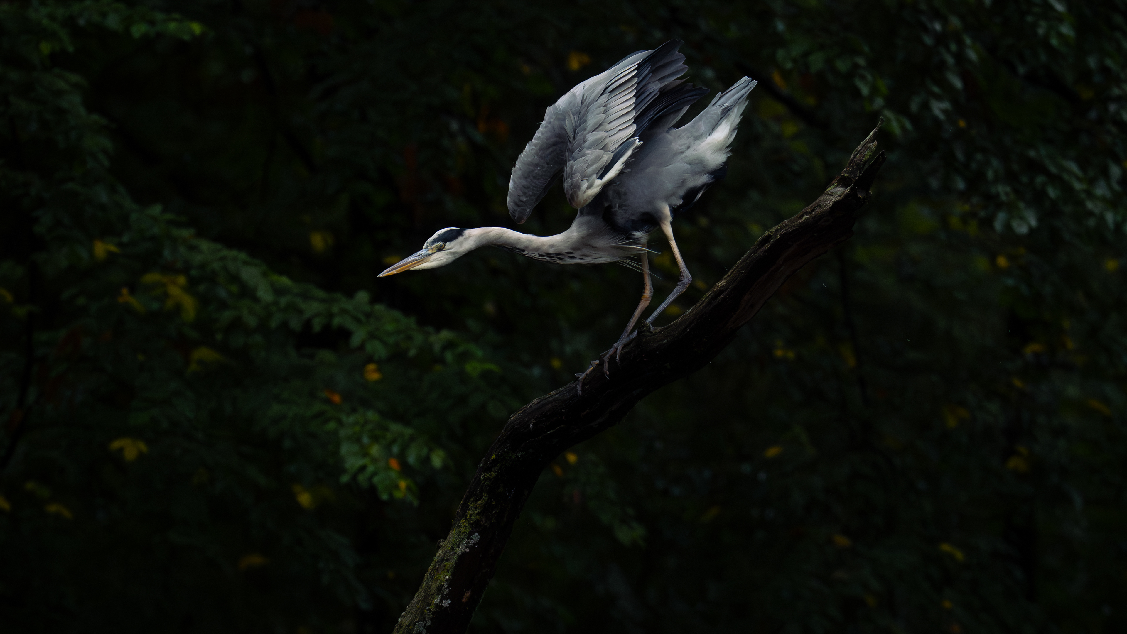 Grey Heron