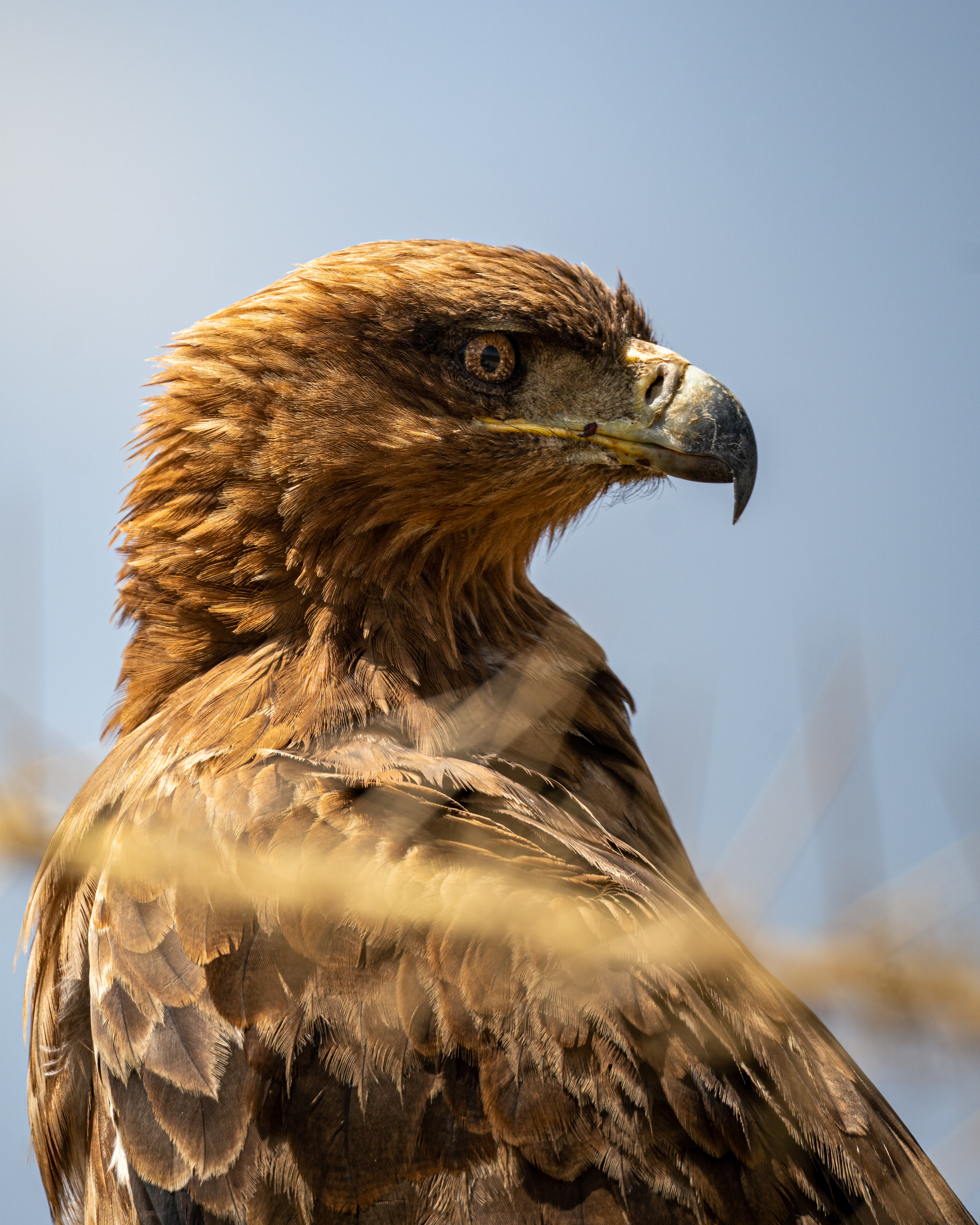 Tawny Eagle