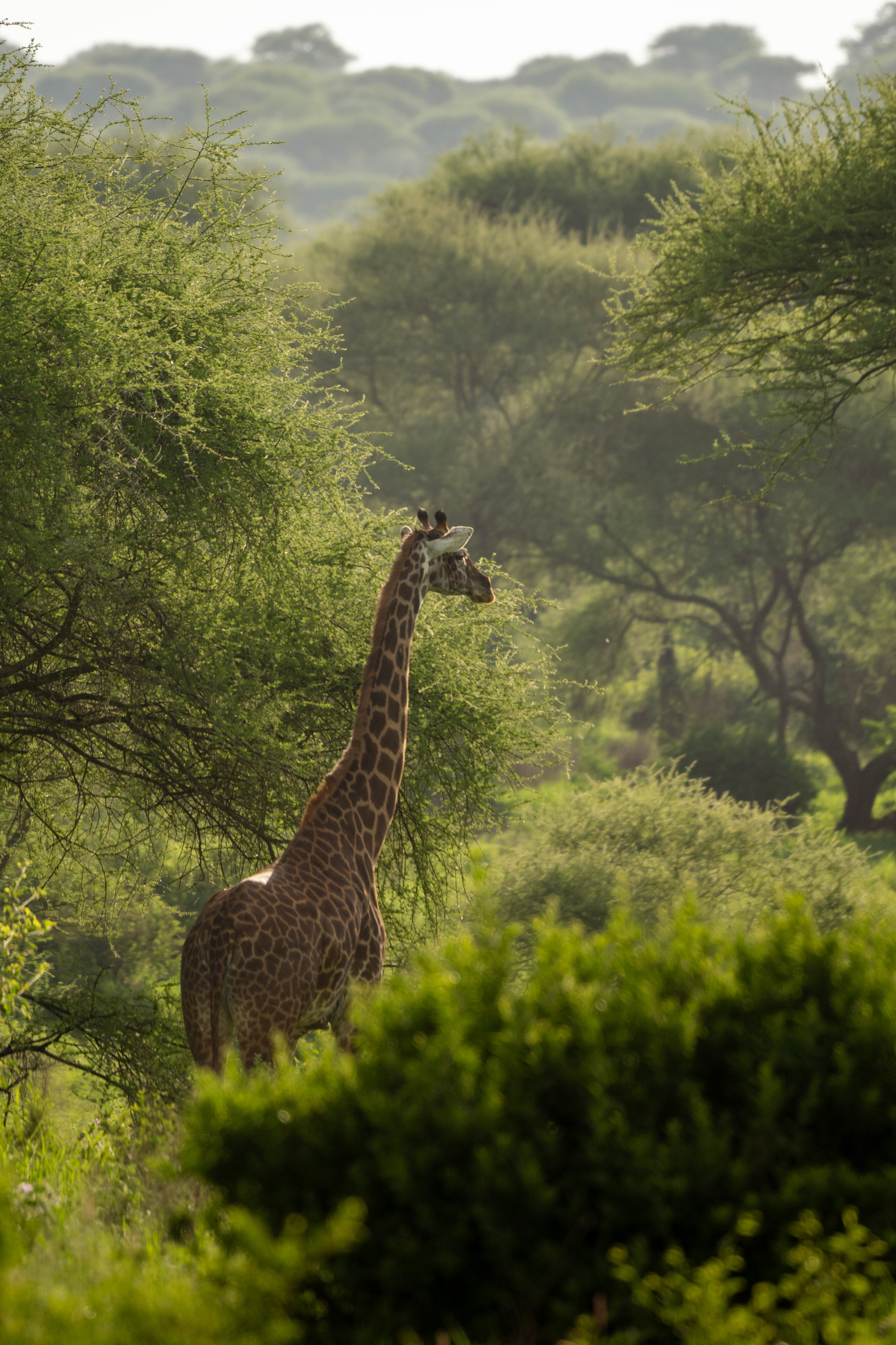Giraffe