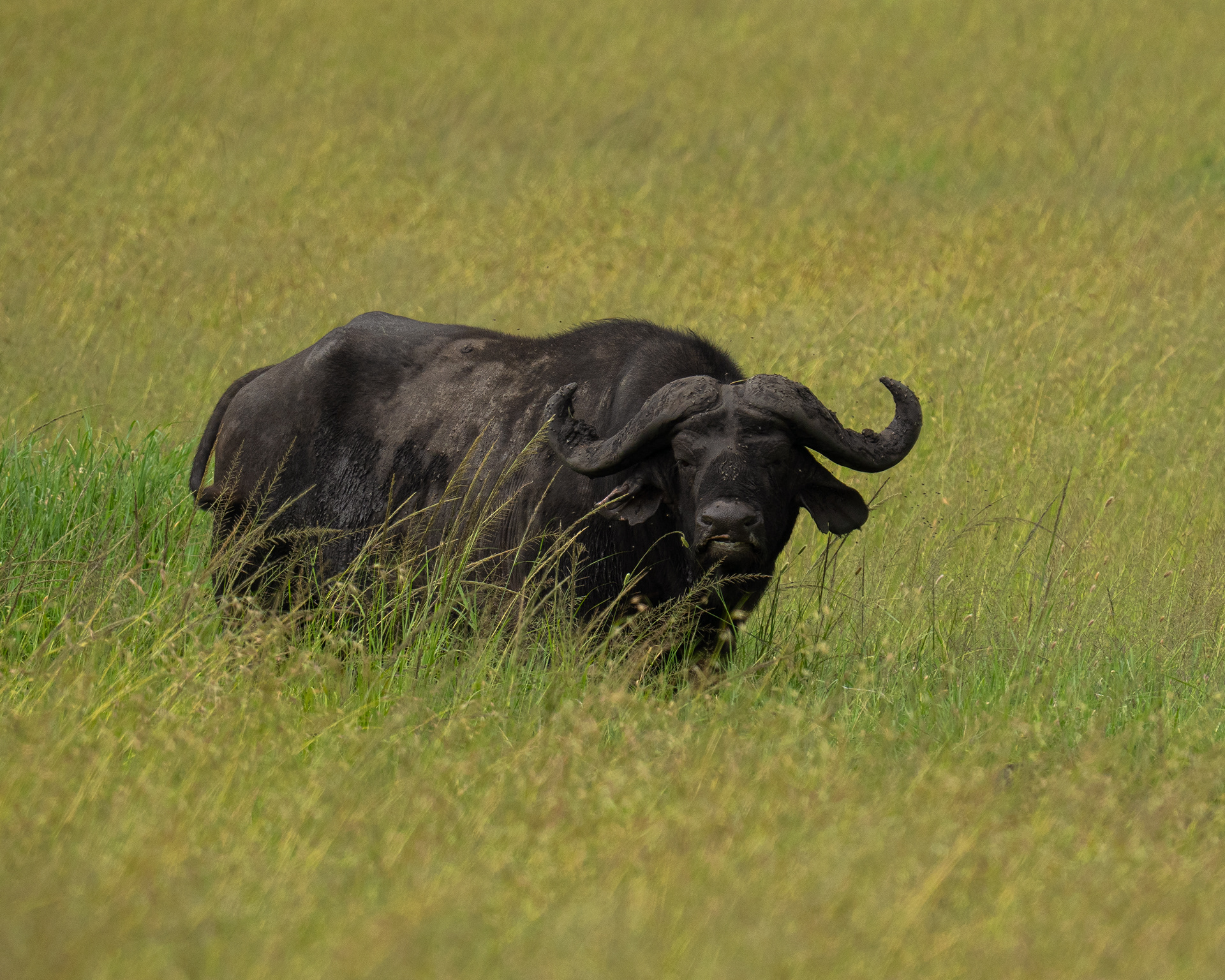 Buffalo