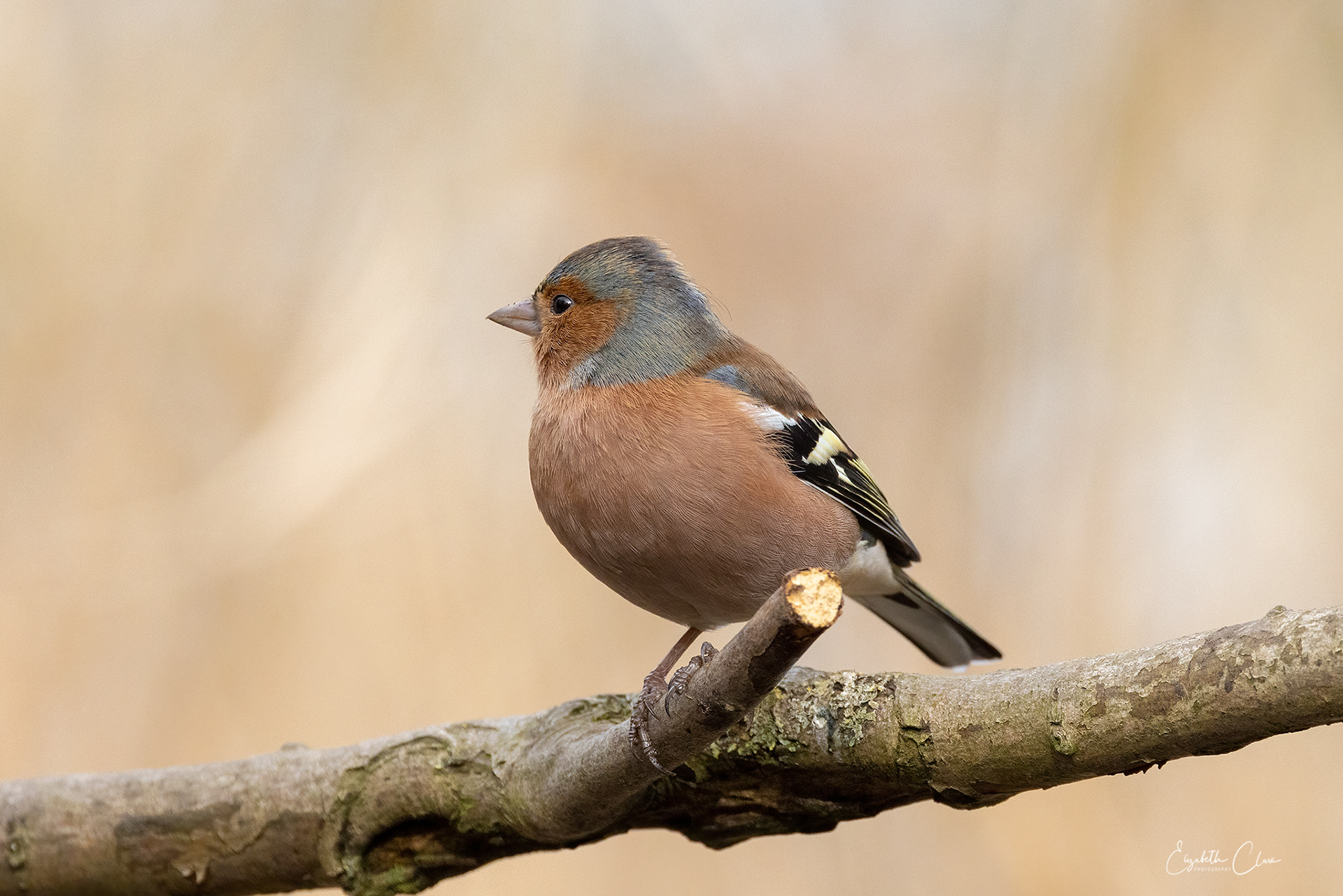Chaffinch