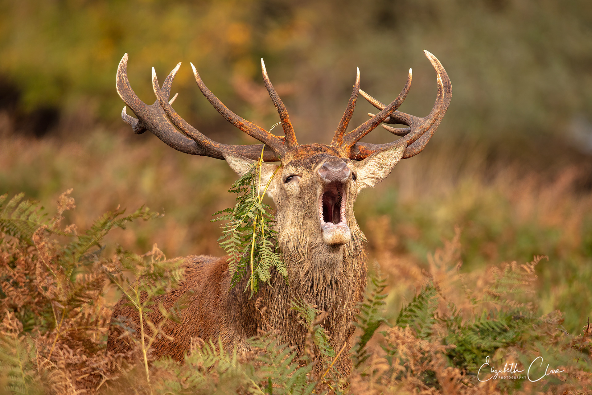 Red Deer during the October Rut
