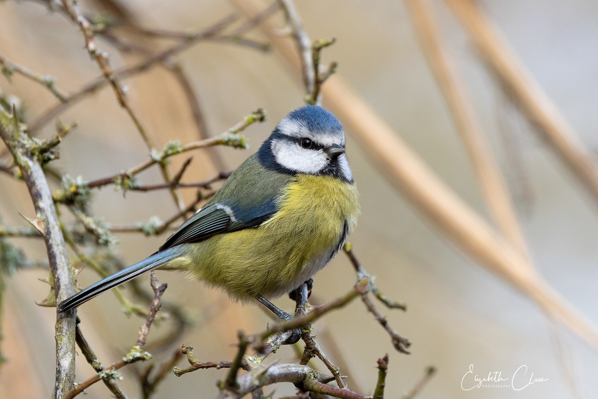 Blue Tit