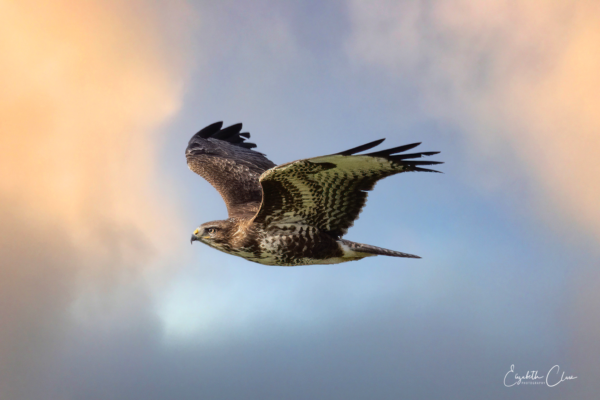 Buzzard - Southminster 2022